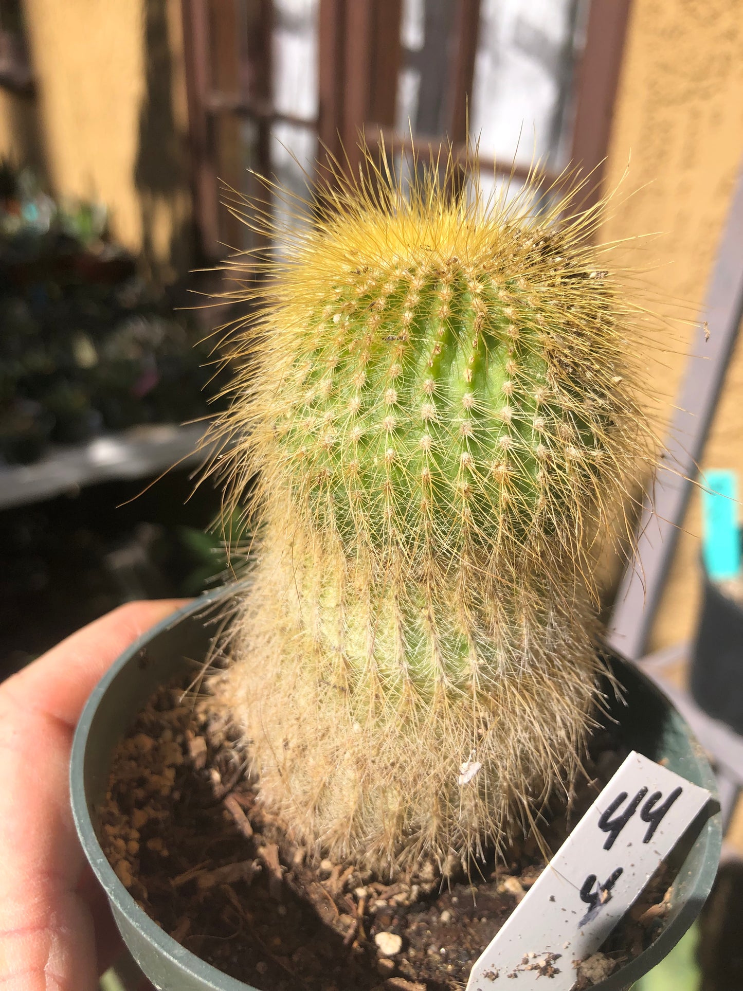 Notocactus leninghausii 4"Tall Cactus #44W