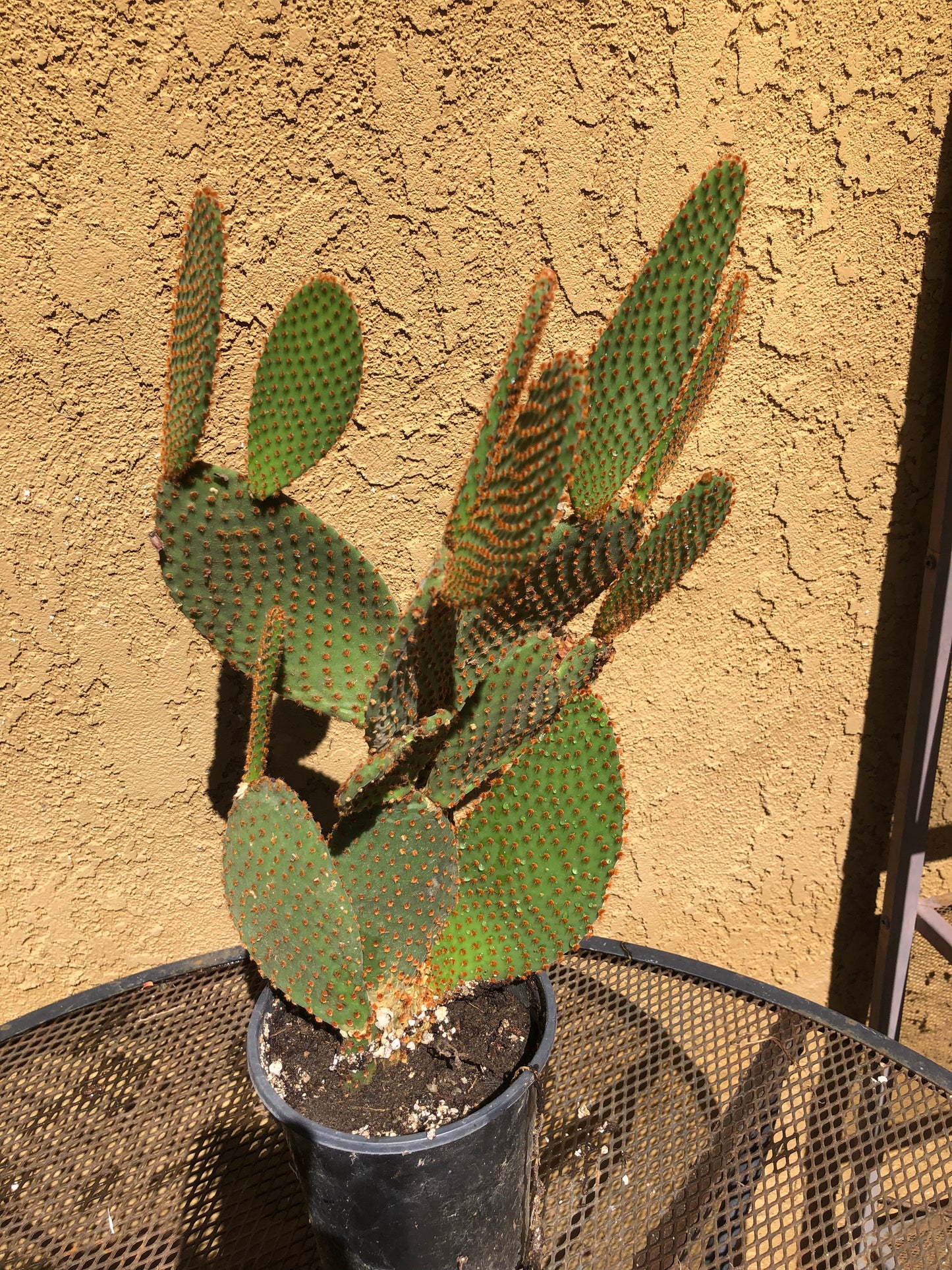 Opuntia microdasys Cinnamon Bunny Ears 18"Tall #180W