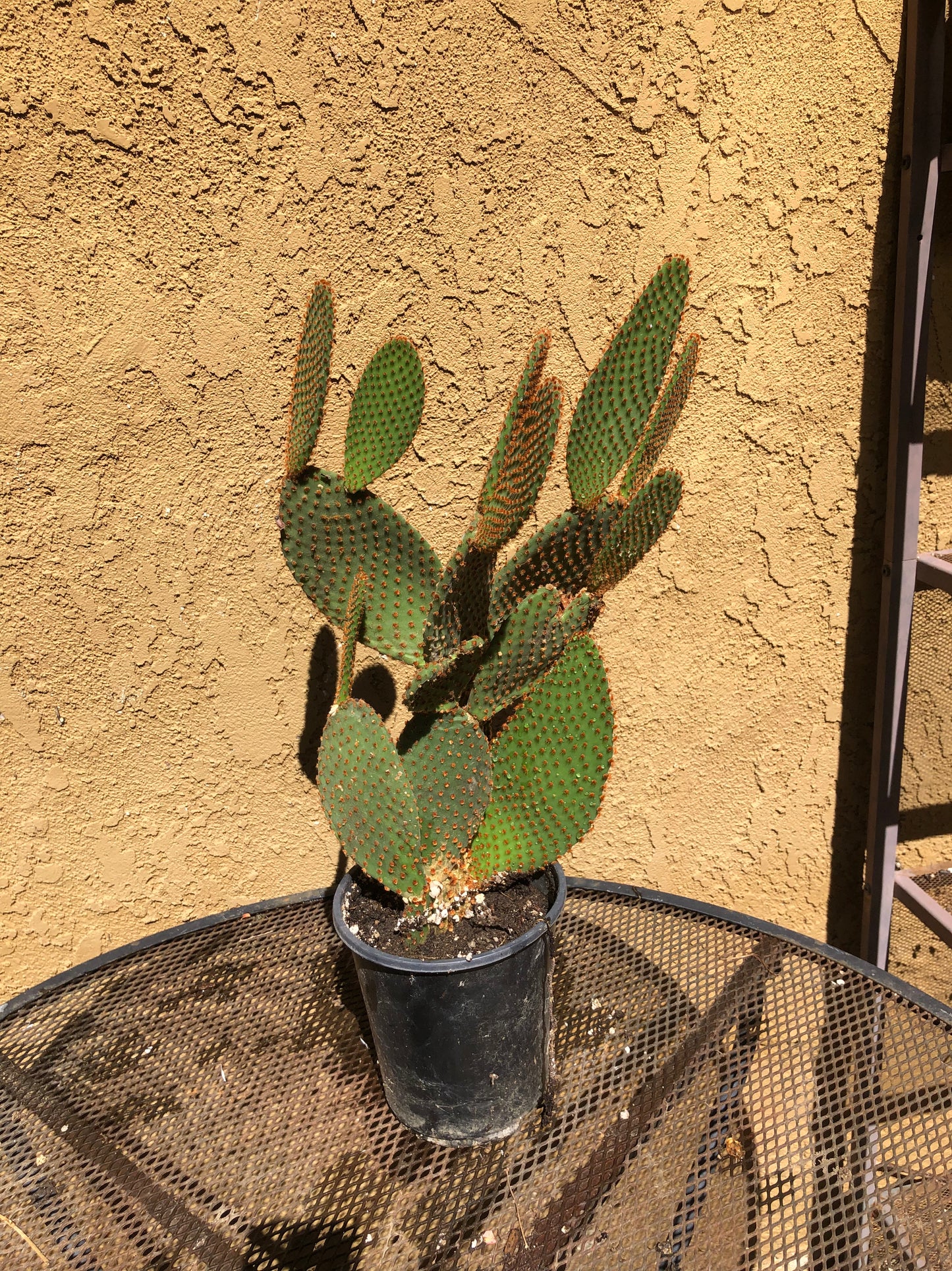 Opuntia microdasys Cinnamon Bunny Ears 18"Tall #180W