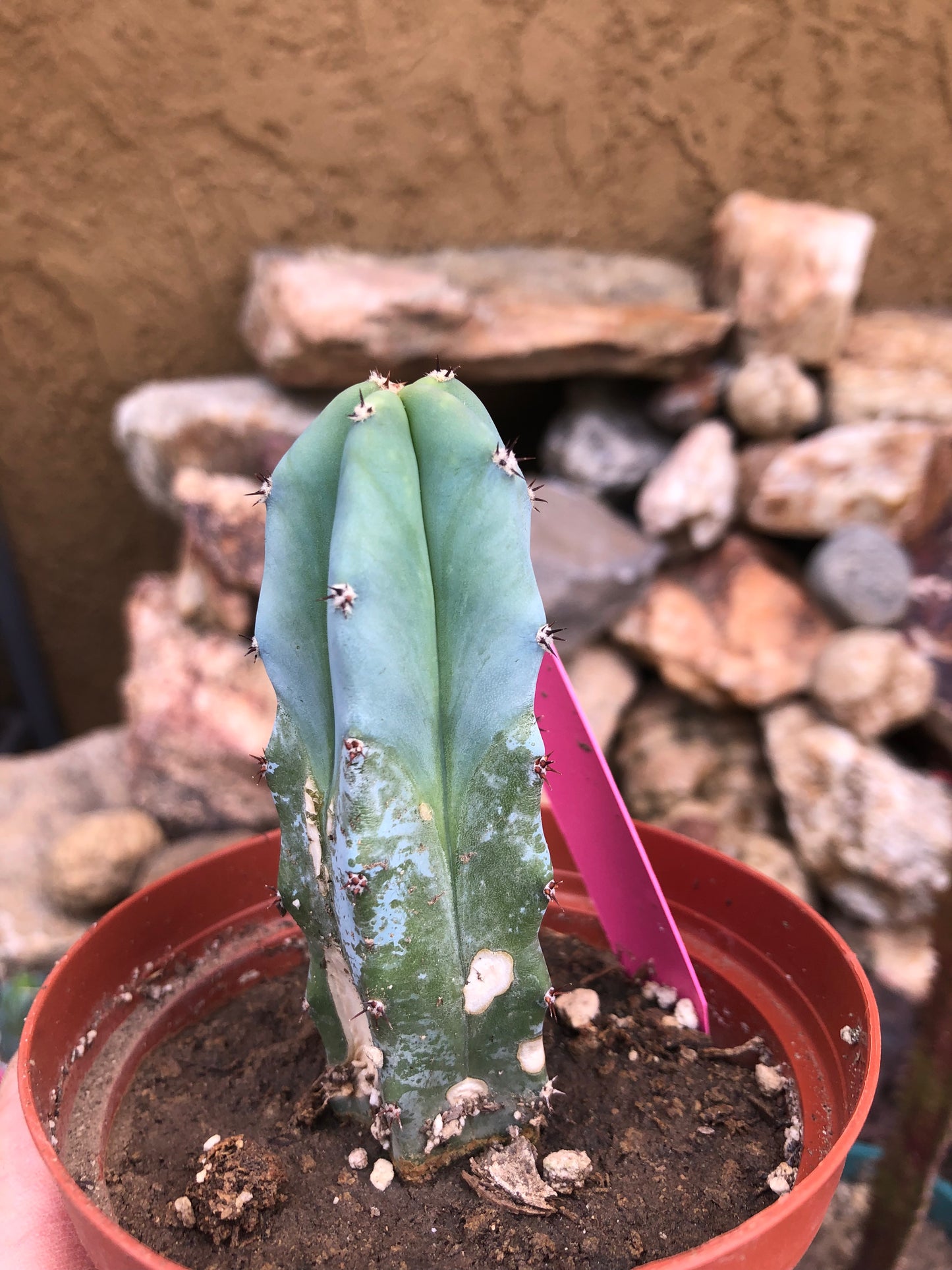 Myrtillocactus geometrizans Blue Myrtle Cactus 4"Tall #99P