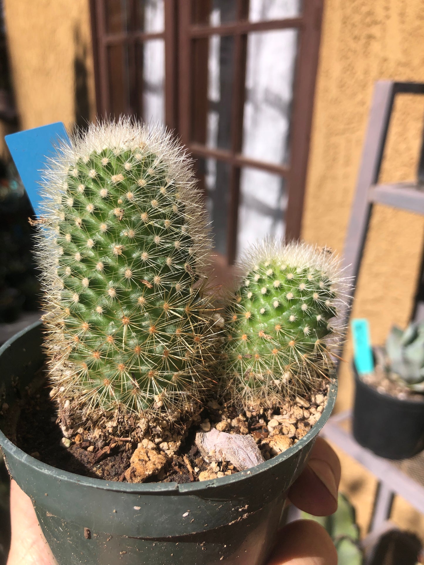 Notocactus Parodia scopa Silver Ball/Snowball Cactus 3" Tall #33B