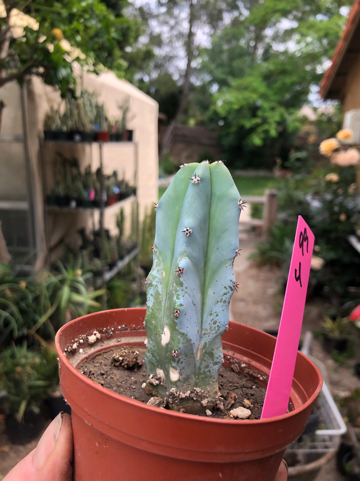 Myrtillocactus geometrizans Blue Myrtle Cactus 4"Tall #99P