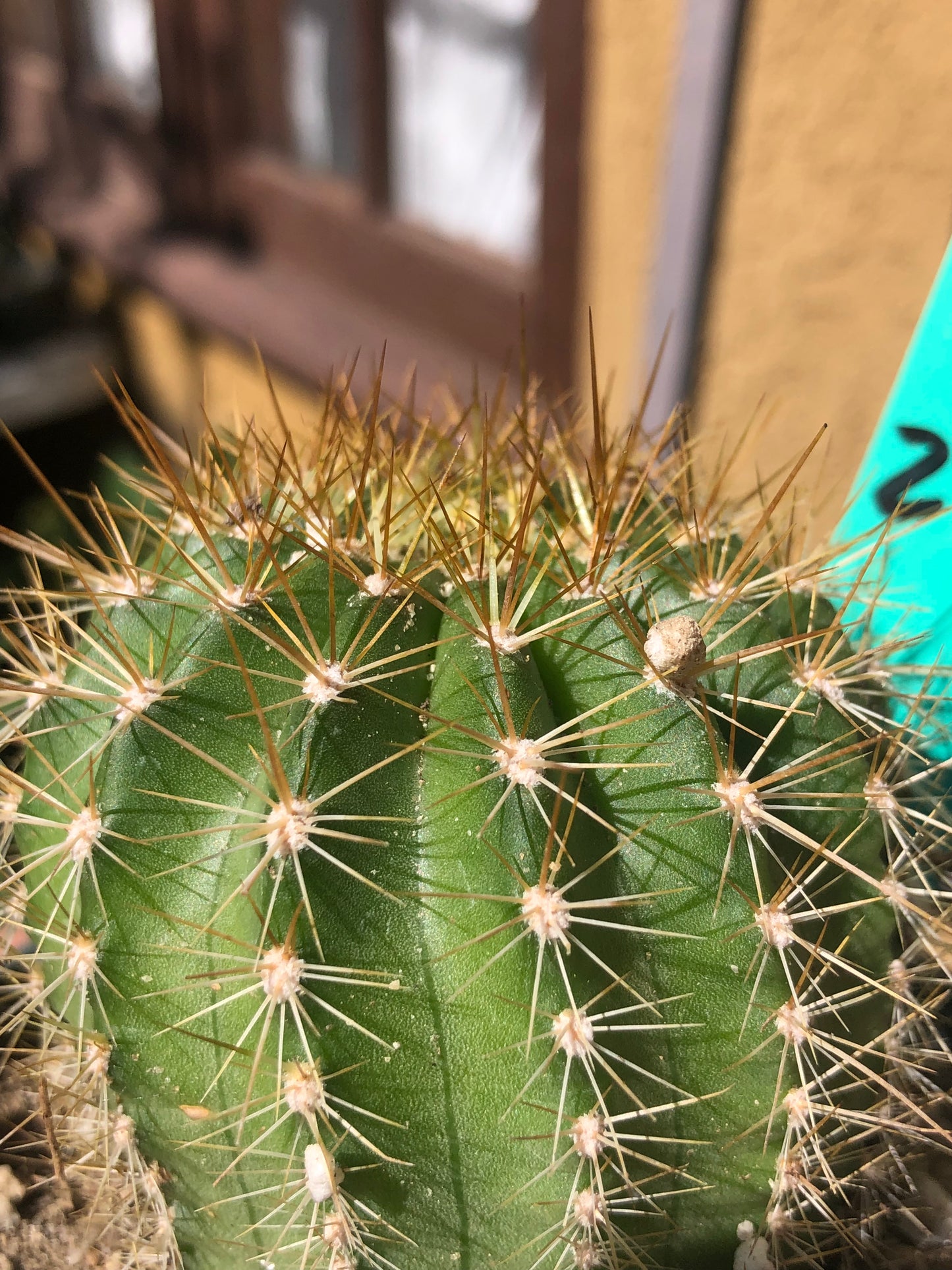 Trichocereus grandiflorus Torch 2” Wide #12G
