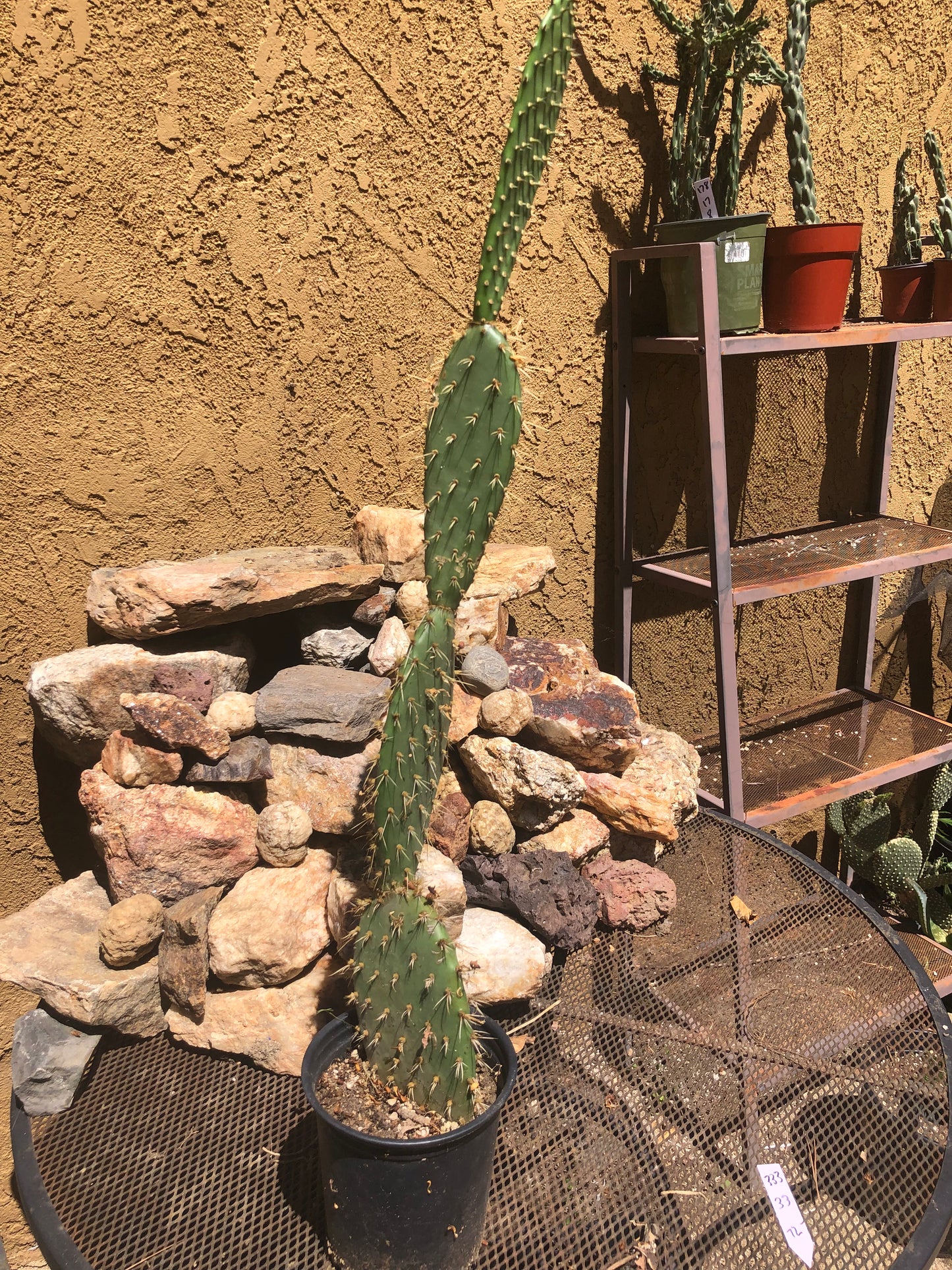 Opuntia engelmannii "Texas Prickly Pear" 33"Tall #333W