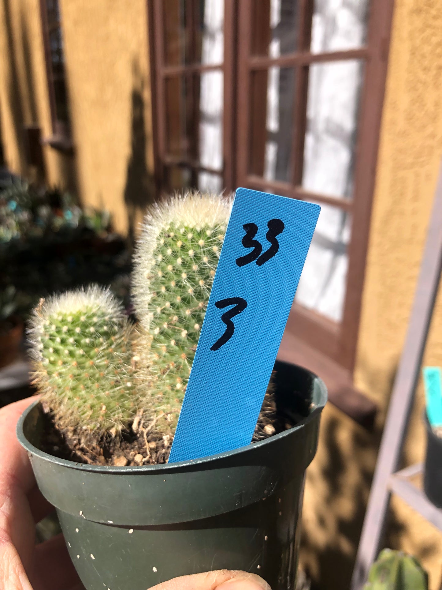 Notocactus Parodia scopa Silver Ball/Snowball Cactus 3" Tall #33B