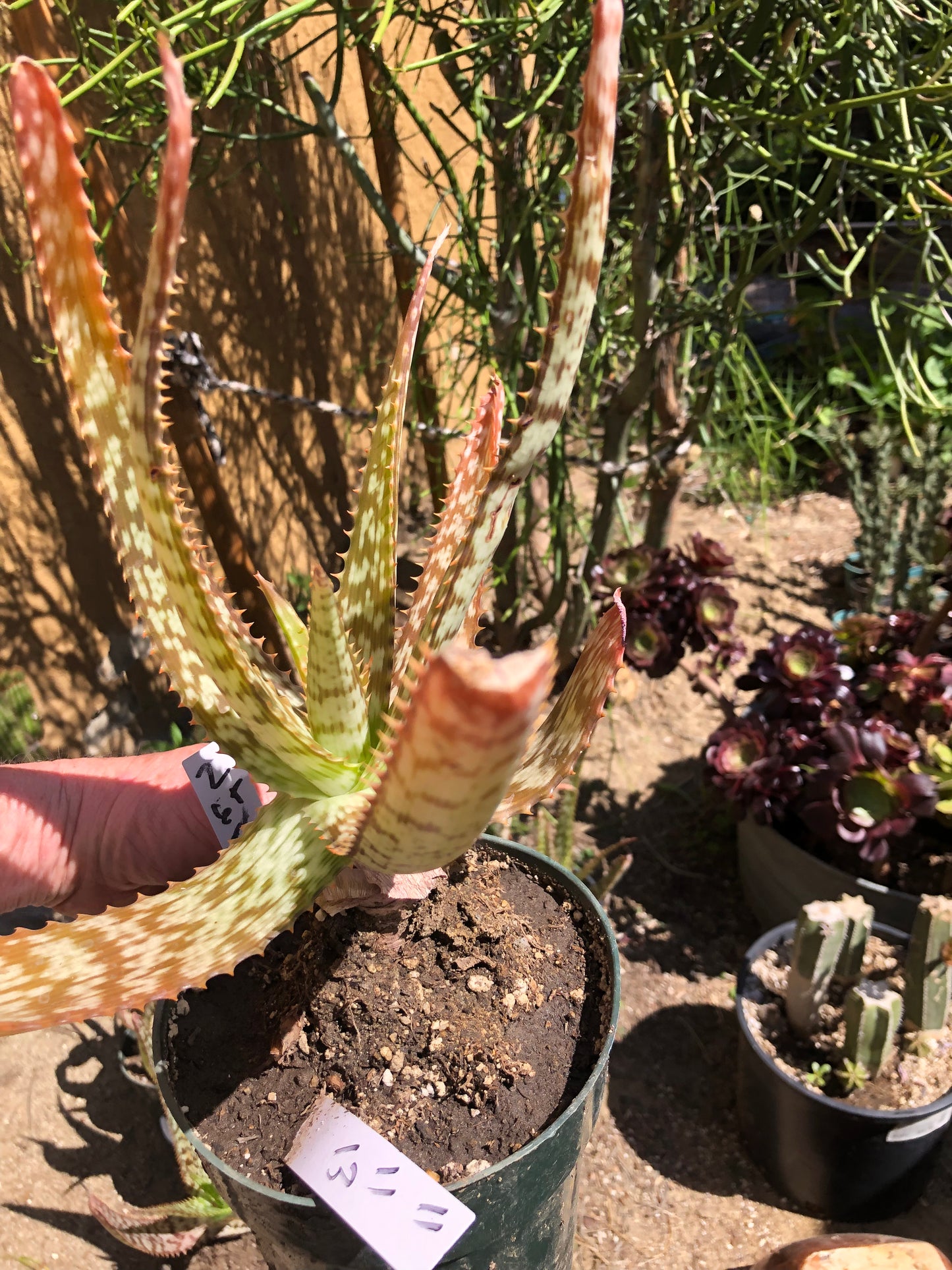 Aloe~ Tiger Stripe Aloe Hybrid 11" Tall #112W