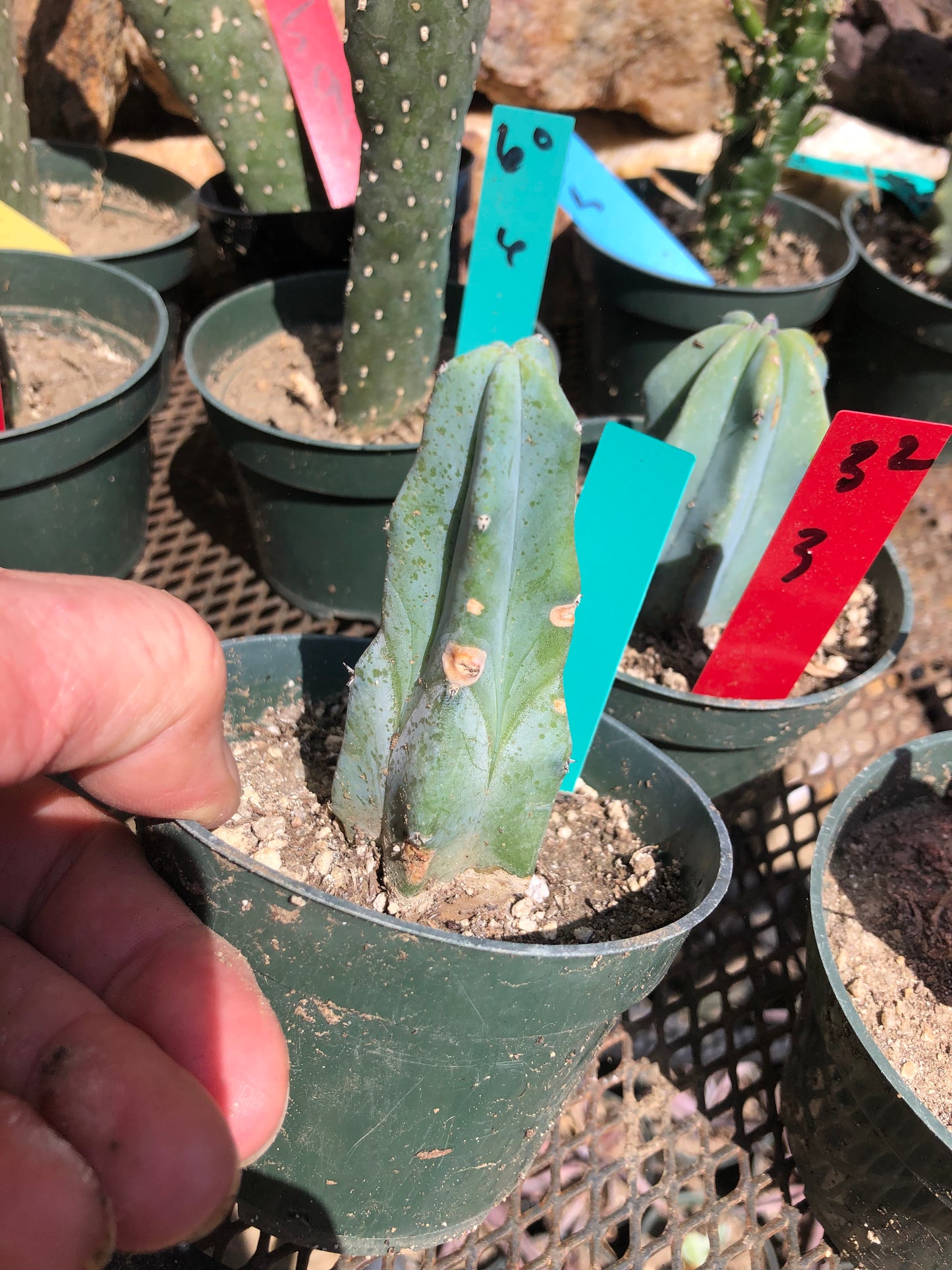 Myrtillocactus geometrizans Blue Myrtle Cactus 4"Tall #60G