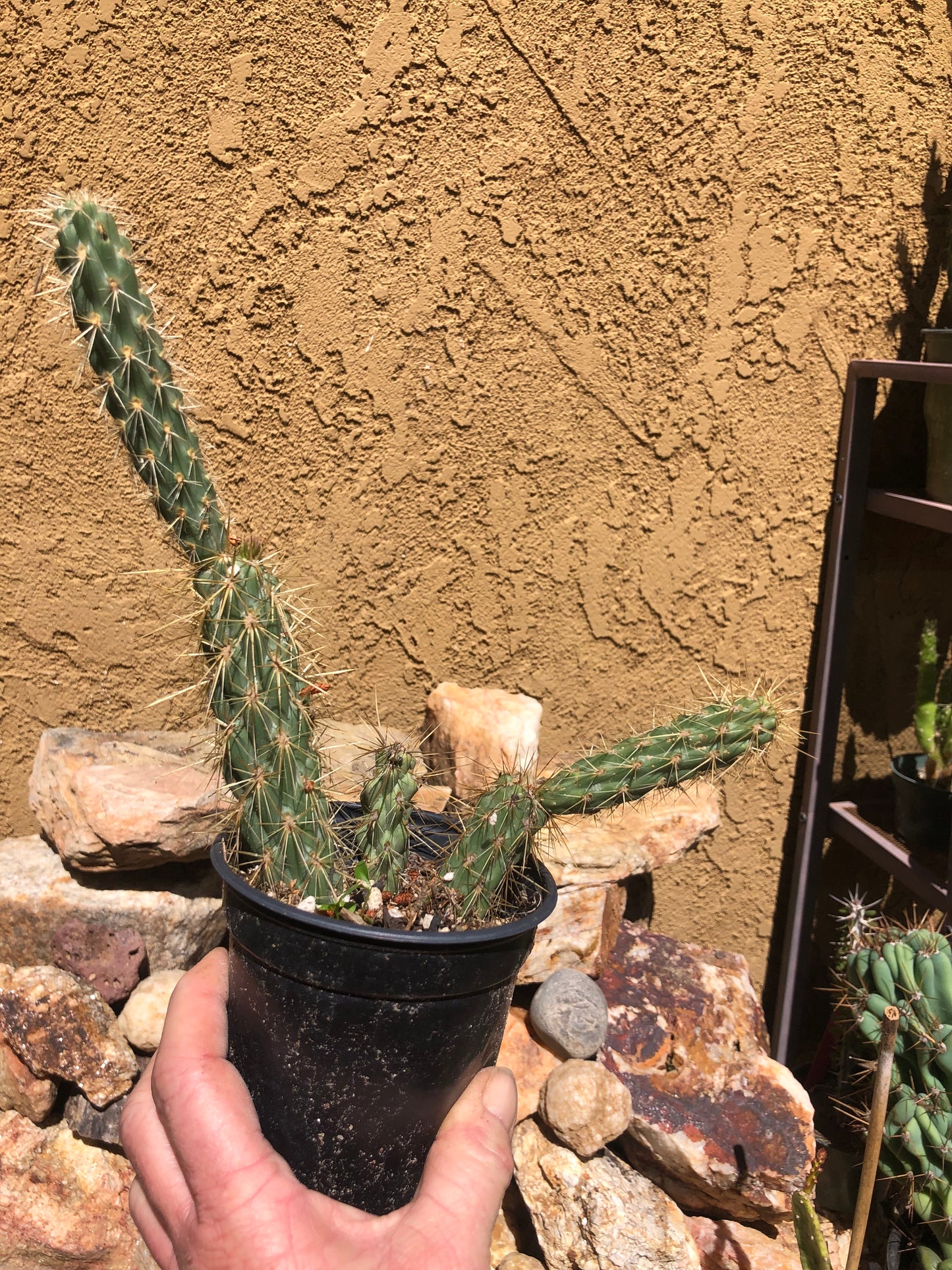 Cholla Cylindropuntia Imbricata Buckhorn 9”Tall #99G