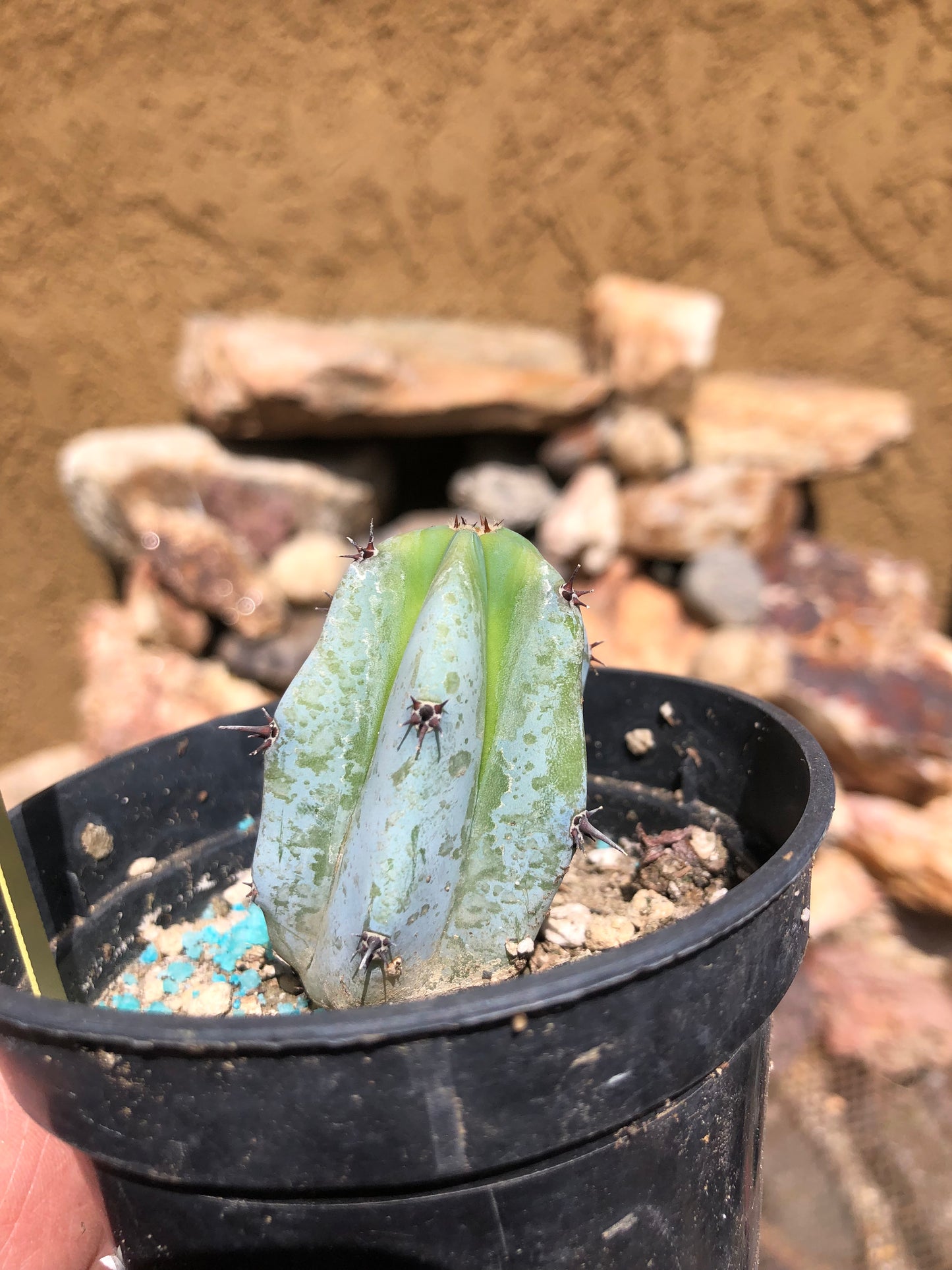Myrtillocactus geometrizans Blue Myrtle Cactus 2"Tall #205Y
