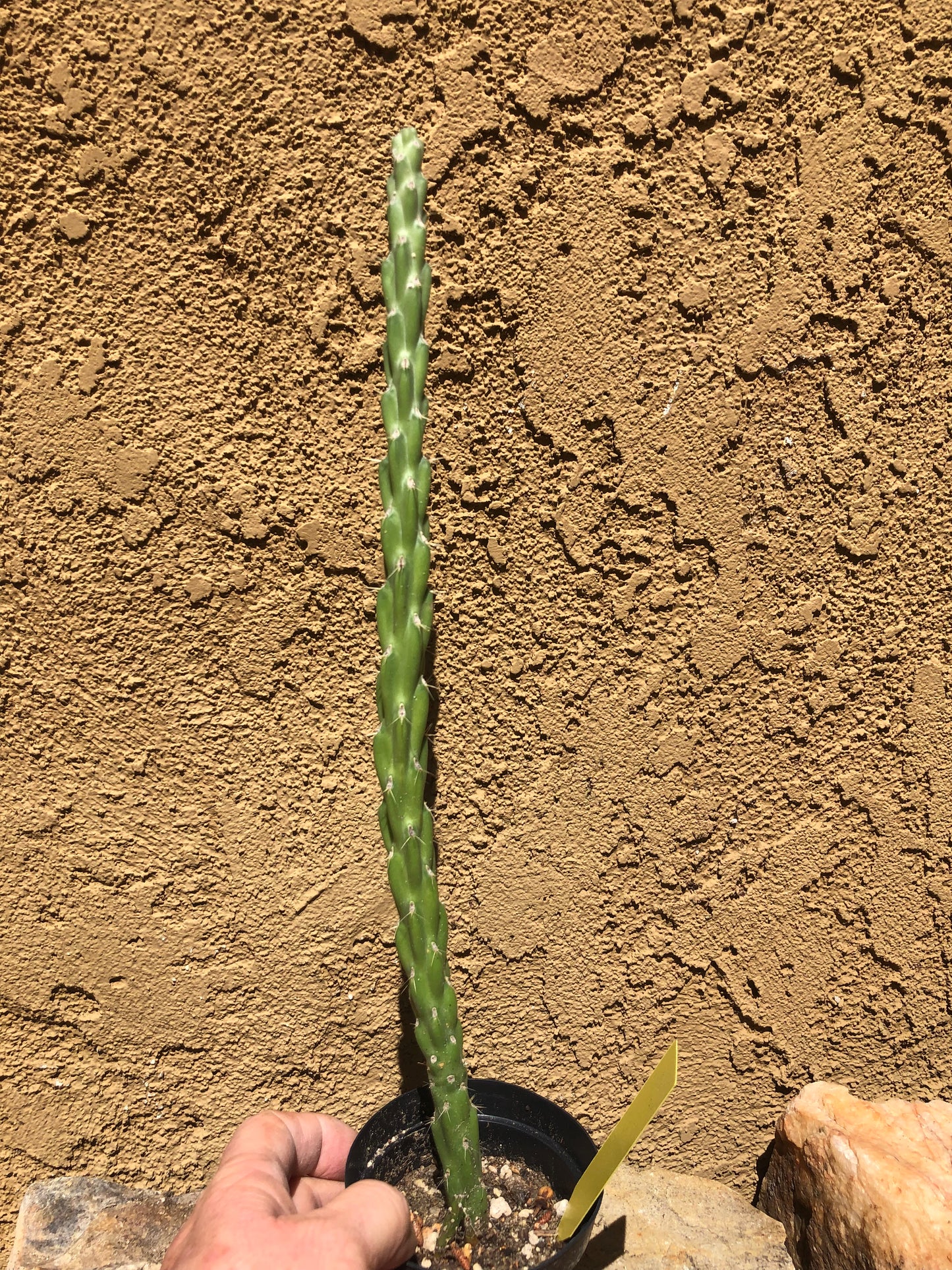 Cholla Cylindropuntia Imbricata  Buckhorn 15”Tall #150Y