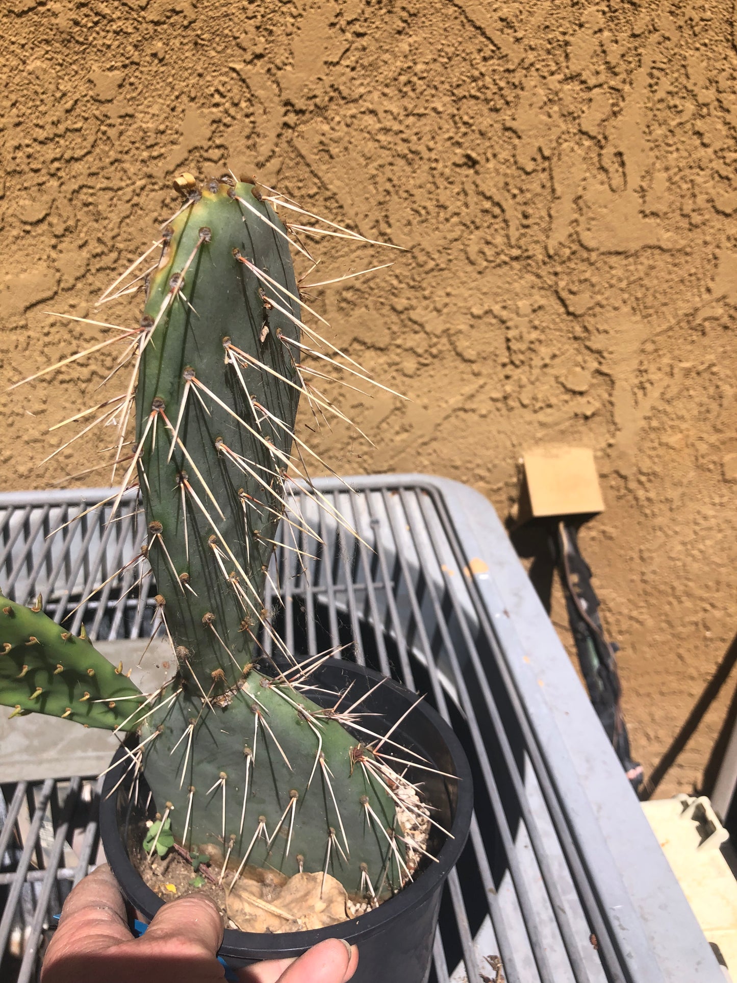 Opuntia engelmannii "White Thorned Prickly Pear" 12"Tall 8"Wide #12B