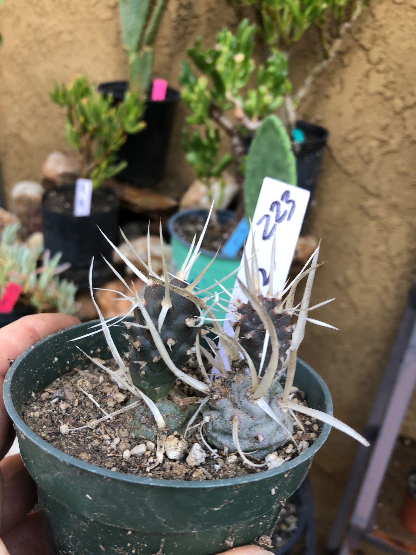 Tephrocactus articulatus papyracanthus Paper 2”Tall #223W