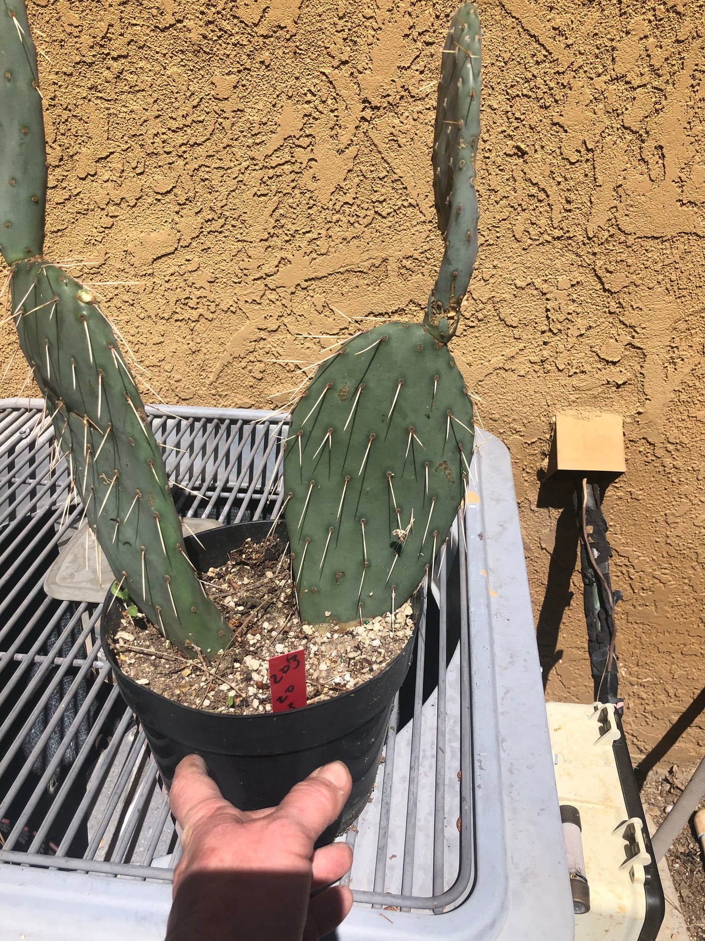Opuntia engelmannii "Texas Prickly Pear" 20"Tall 13"Wide #203R