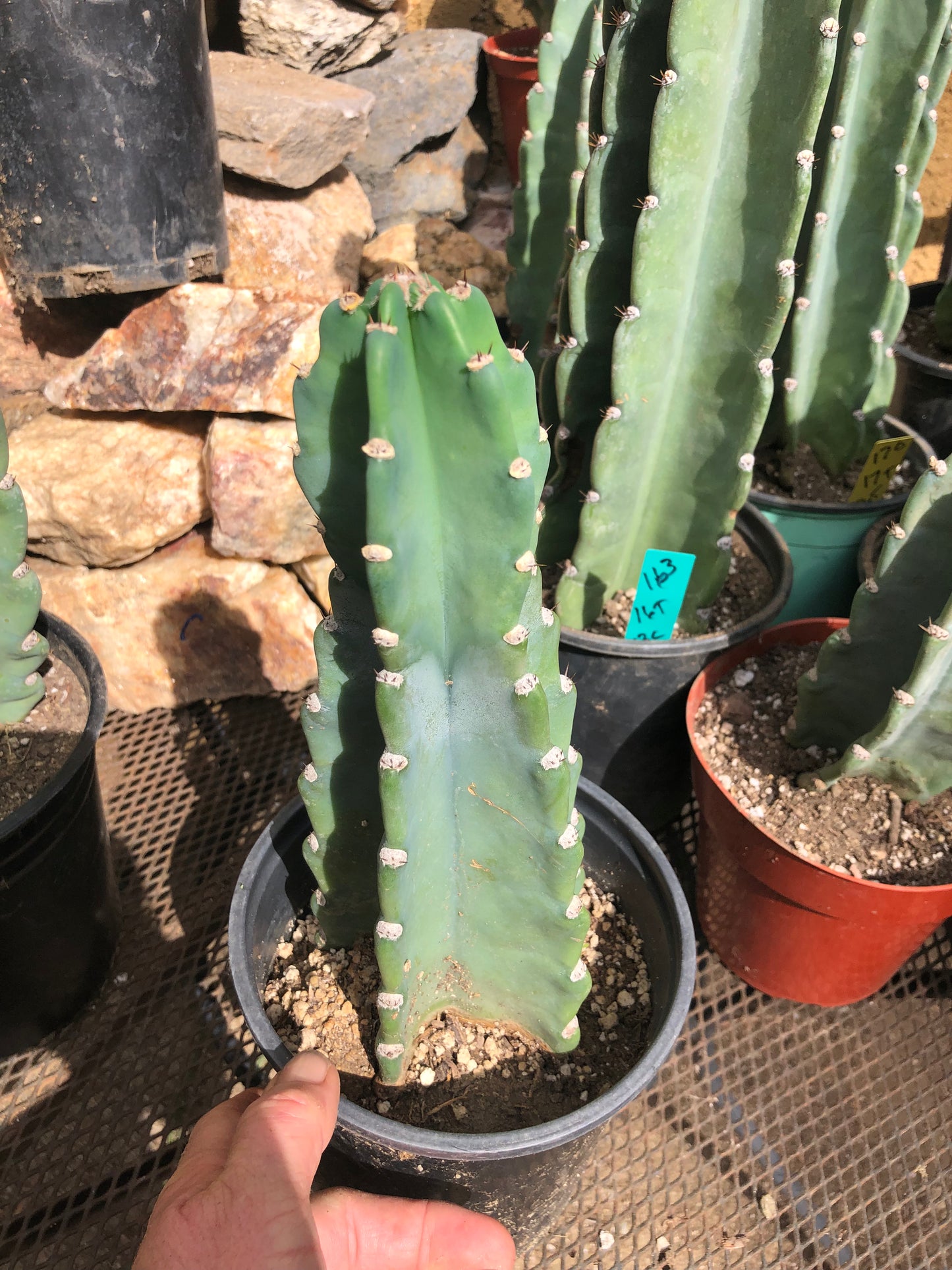 Cereus Peruvianus Night Blooming 11”Tall #111R
