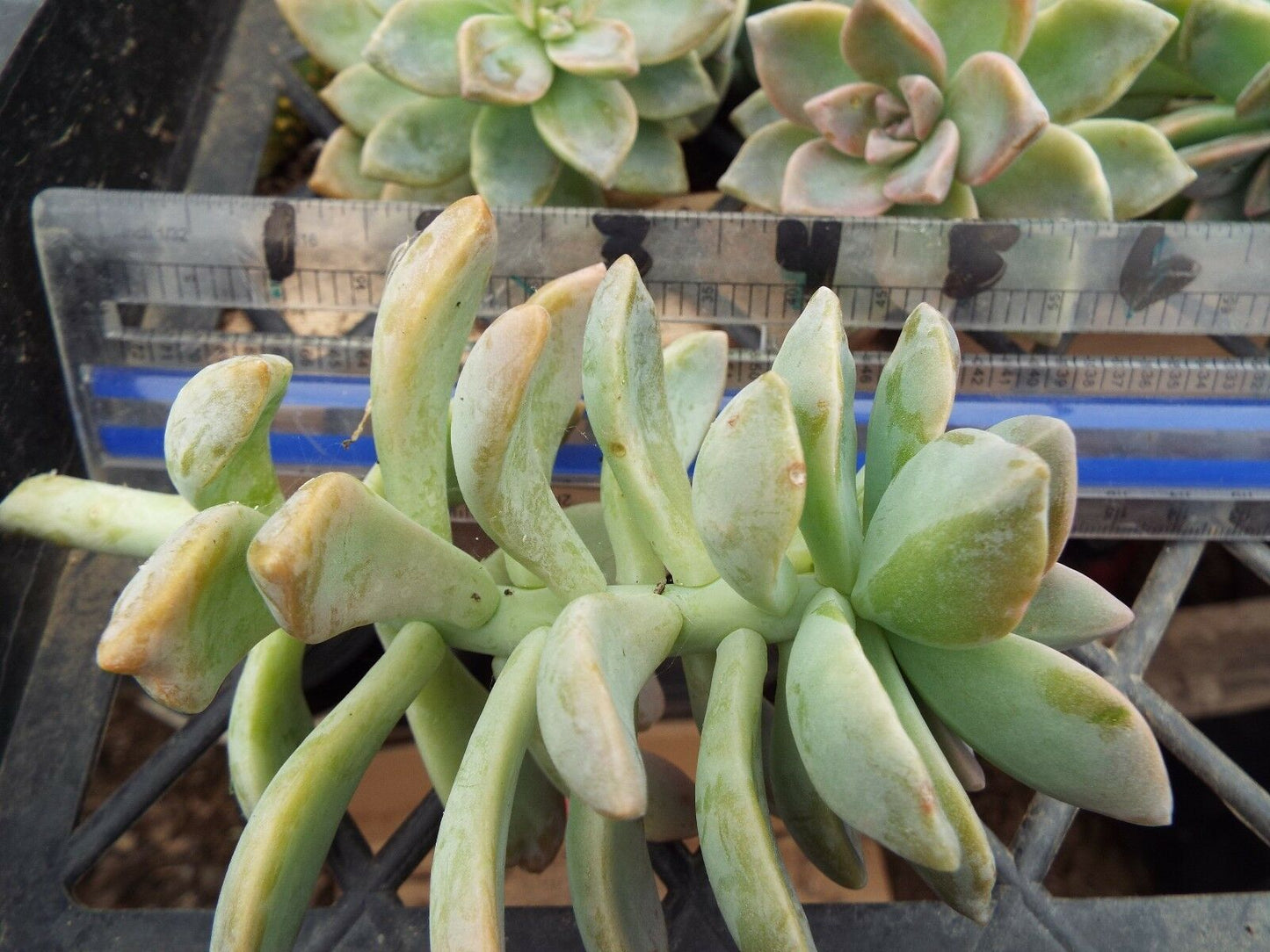 Graptosedum California Sunset (12)  4"-5" Cuttings Cactus and Succulents