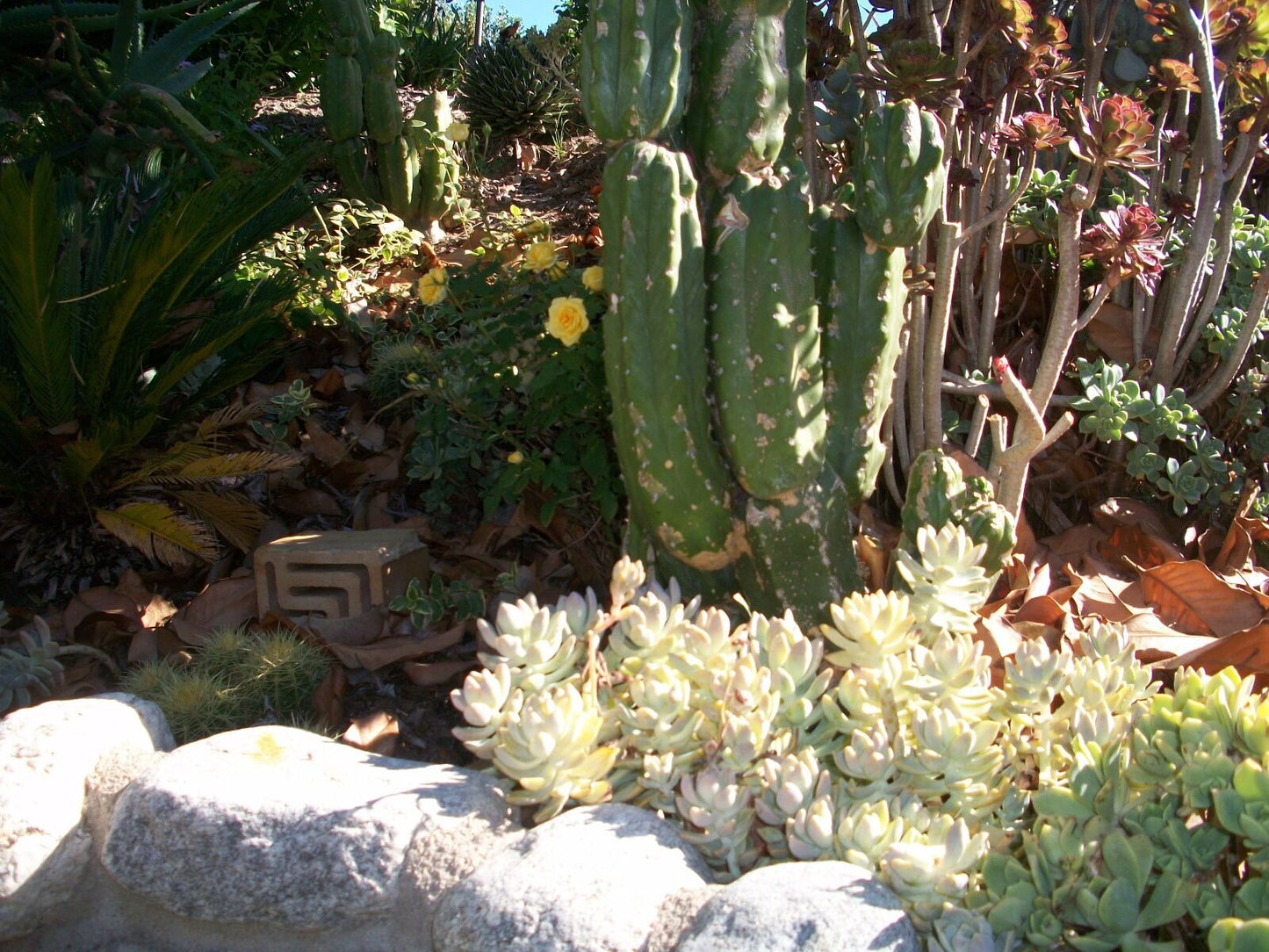 Graptosedum California Sunset (12)  4"-5" Cuttings Cactus and Succulents