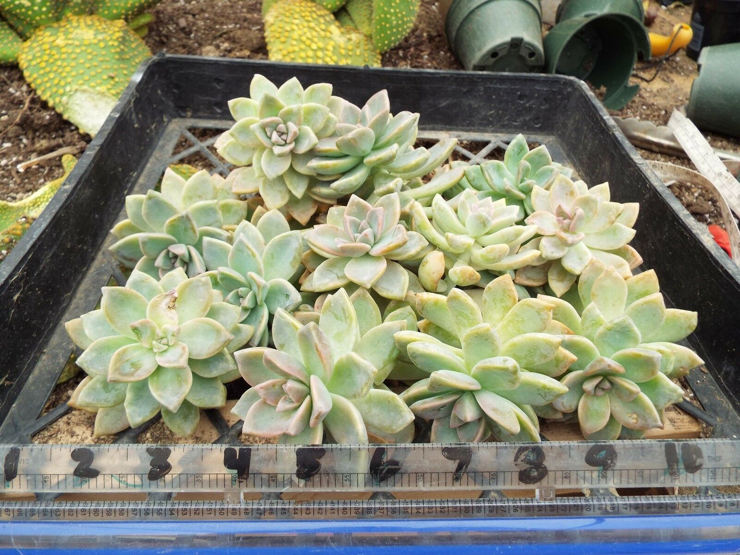 Graptosedum California Sunset (12)  4"-5" Cuttings Cactus and Succulents