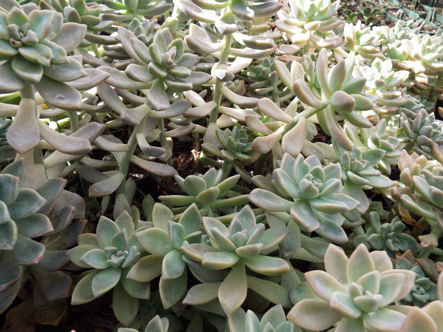 Graptosedum California Sunset (12)  4"-5" Cuttings Cactus and Succulents