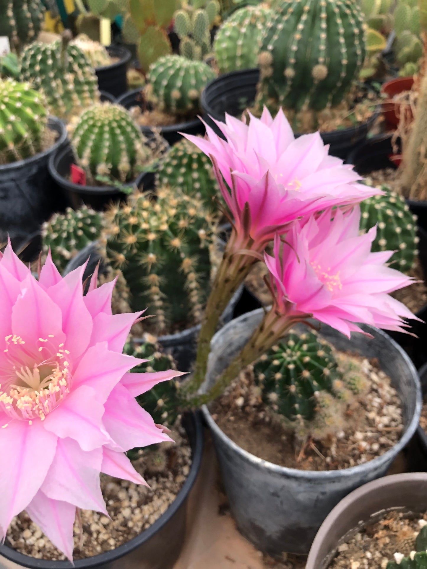 Echinopsis oxygona Pink Easter Lily 1" Rooted Pup