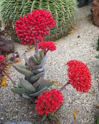 Crassula falcata Airplane Plant  5"Tall 5"Wide #10B