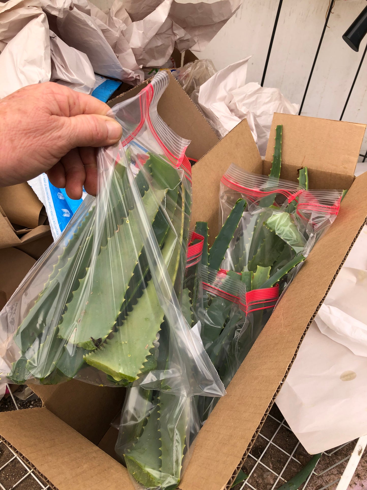 Aloe arborescens leaves 14oz Taken from 10yr Plant Sent out Fresh