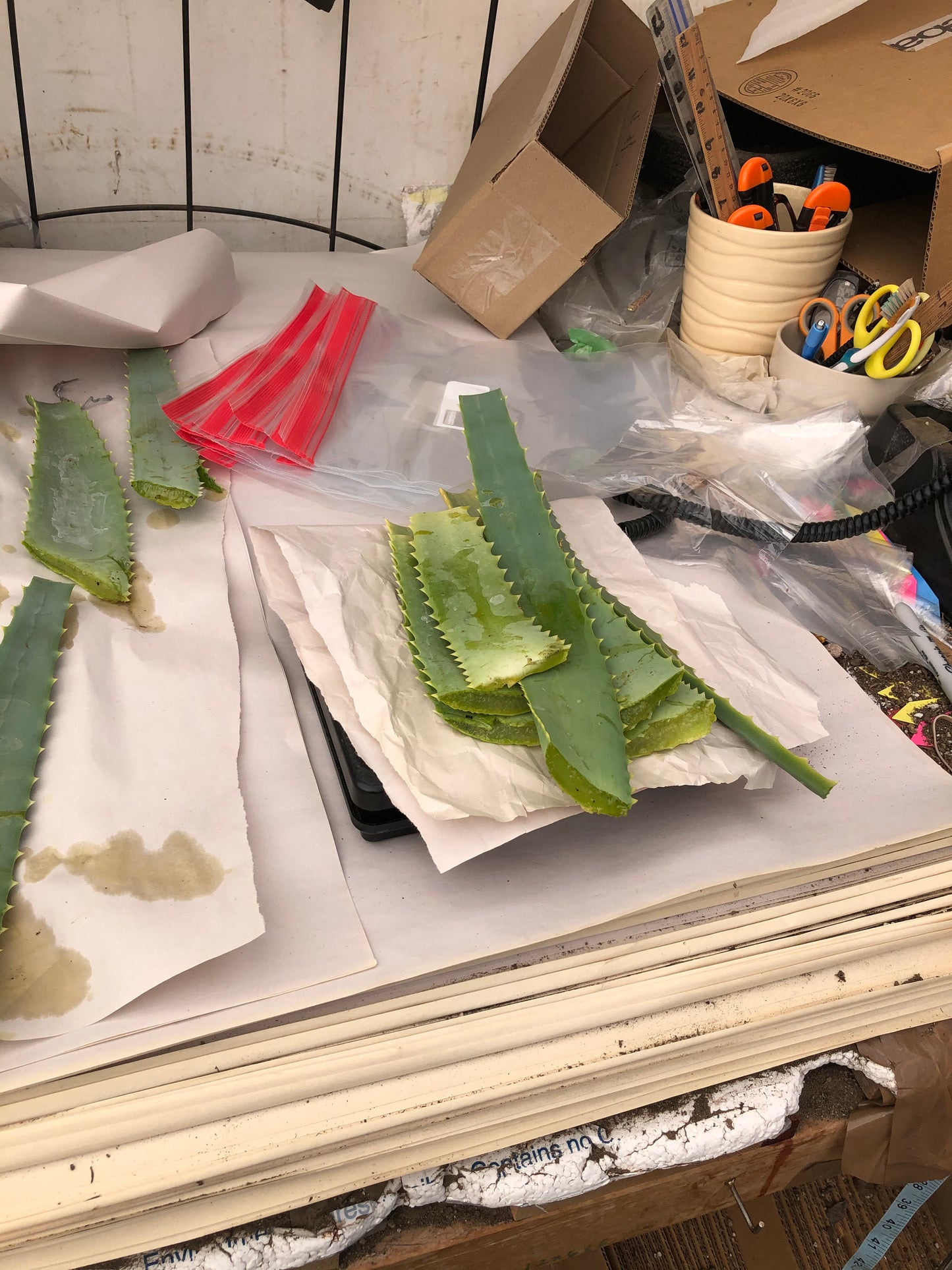 Aloe arborescens leaves 14oz Taken from 10yr Plant Sent out Fresh
