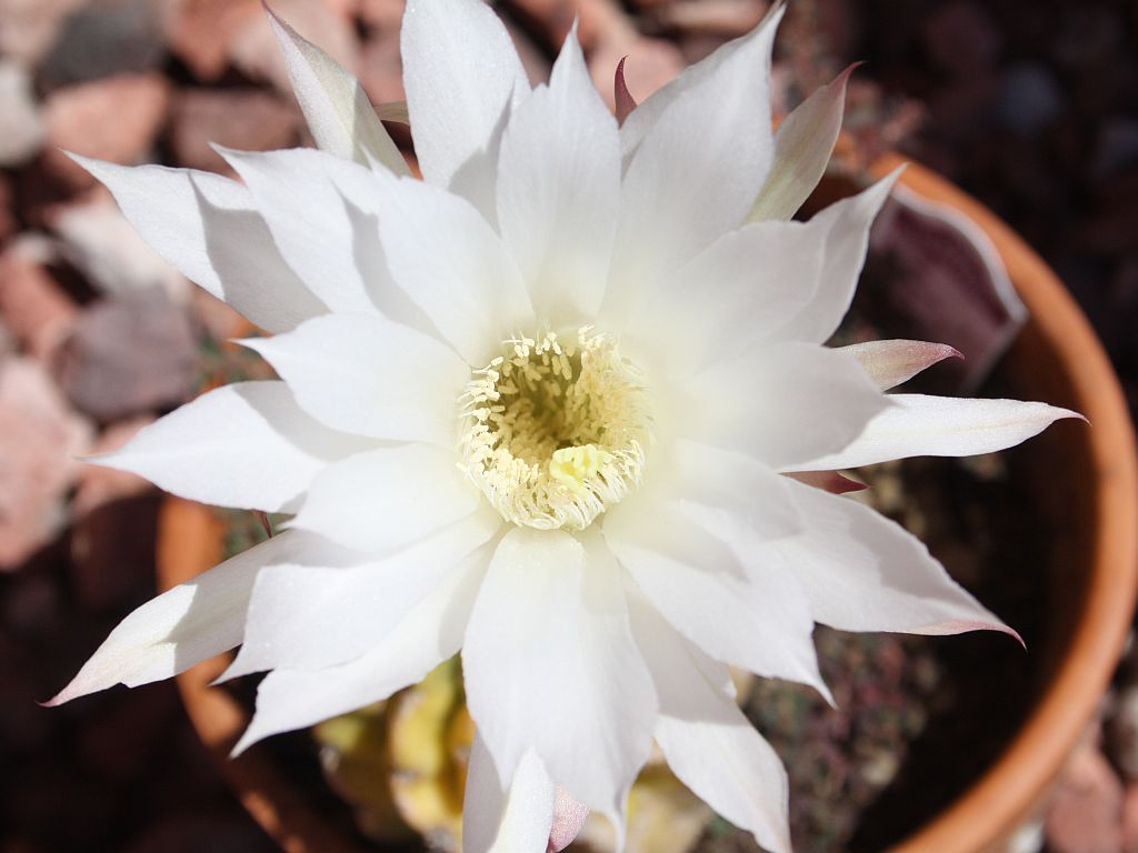 Echinopsis oxygona White Easter Lily 1" Rooted Pup