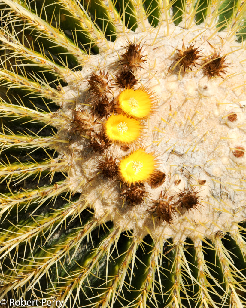 Echinocactus grusonii Golden Barrel 5"Wide #2B