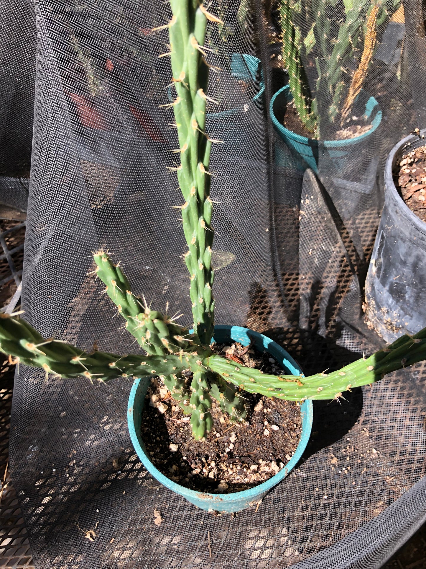Cholla Cylindropuntia Imbricata  Buckhorn 14”Tall #14P