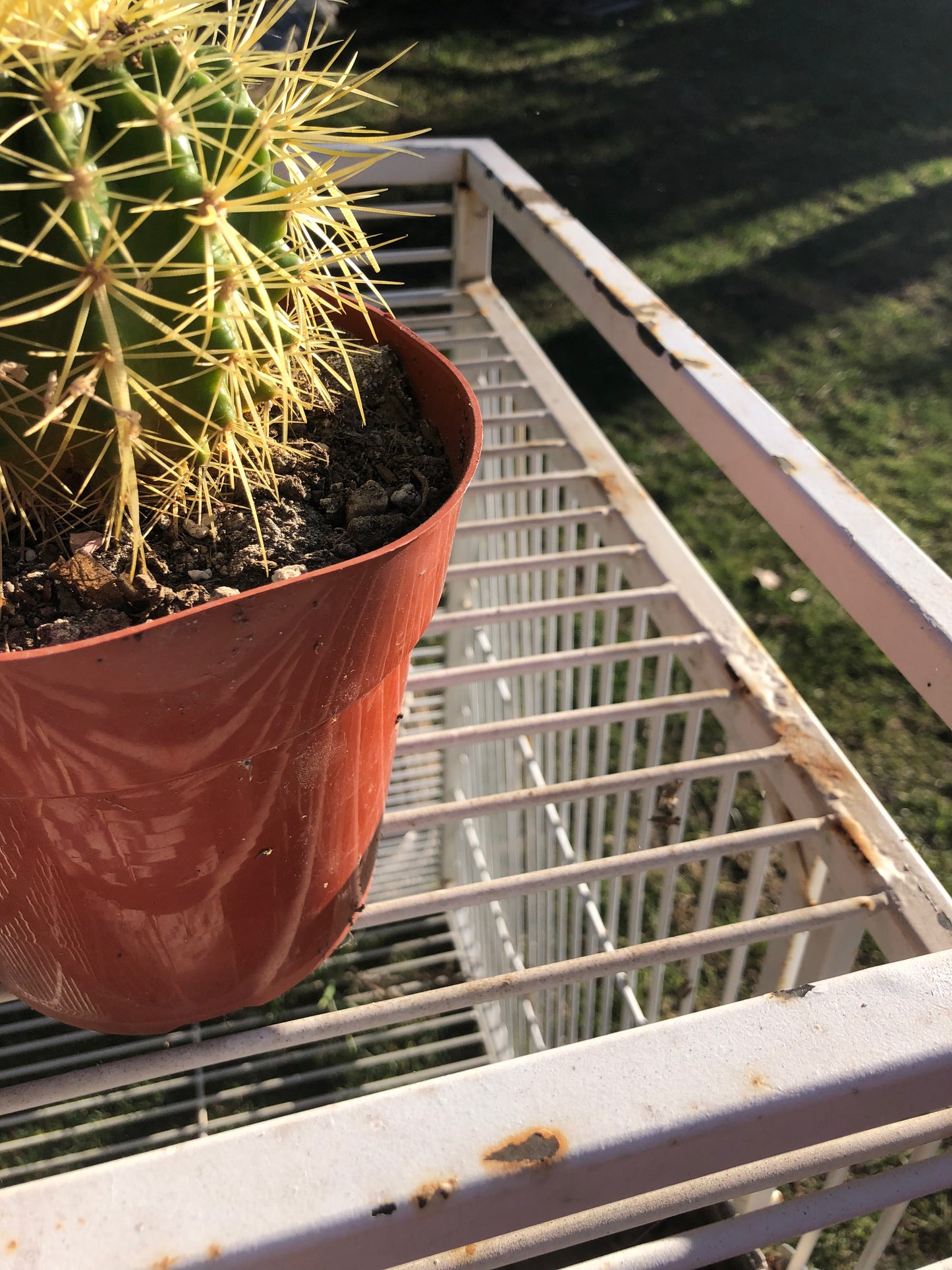 grusonii Golden Barrel 4"Wide #4G