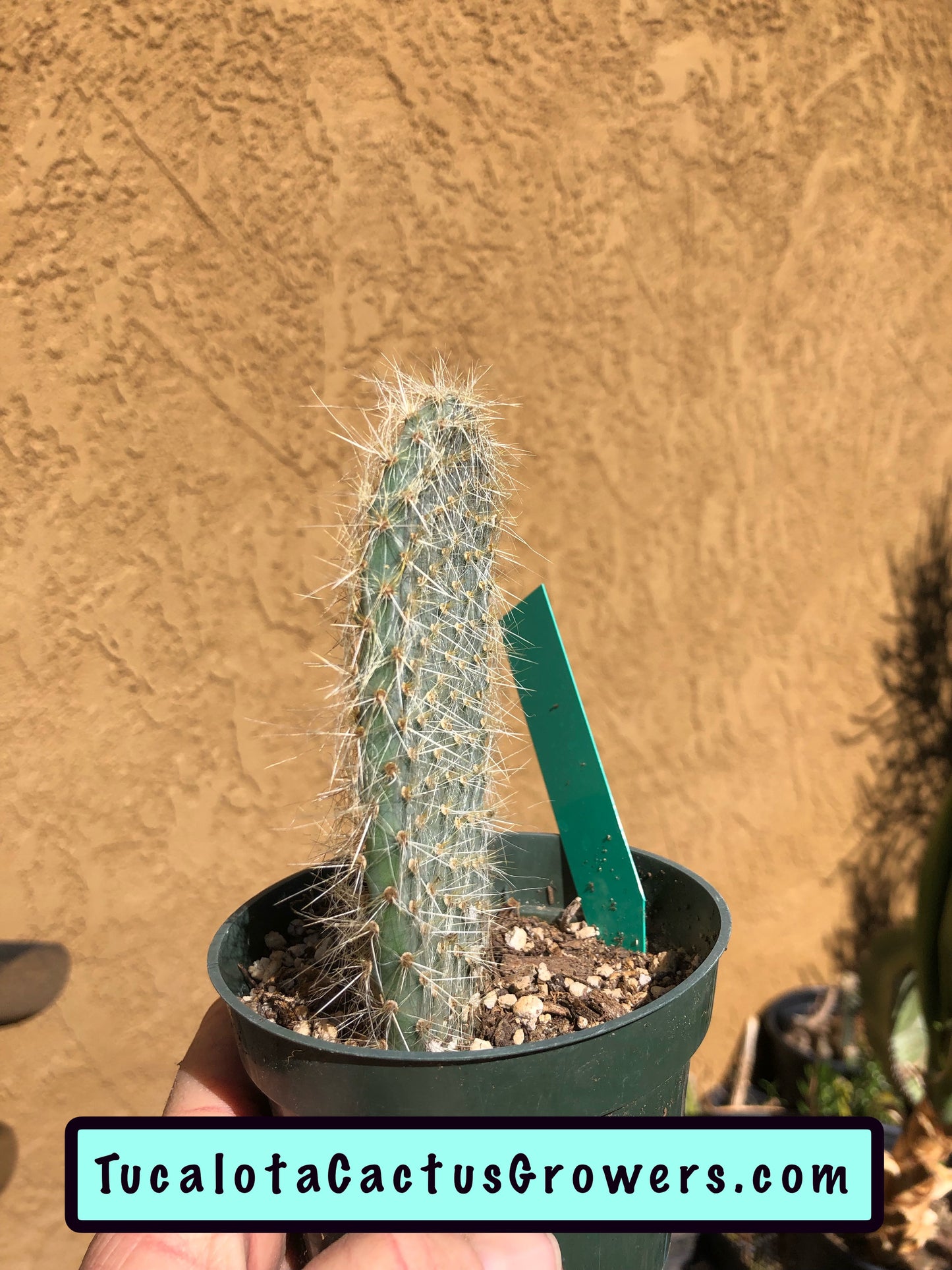 Opuntia pilifera (Cocoche loco)4.5"T 3"W #1G