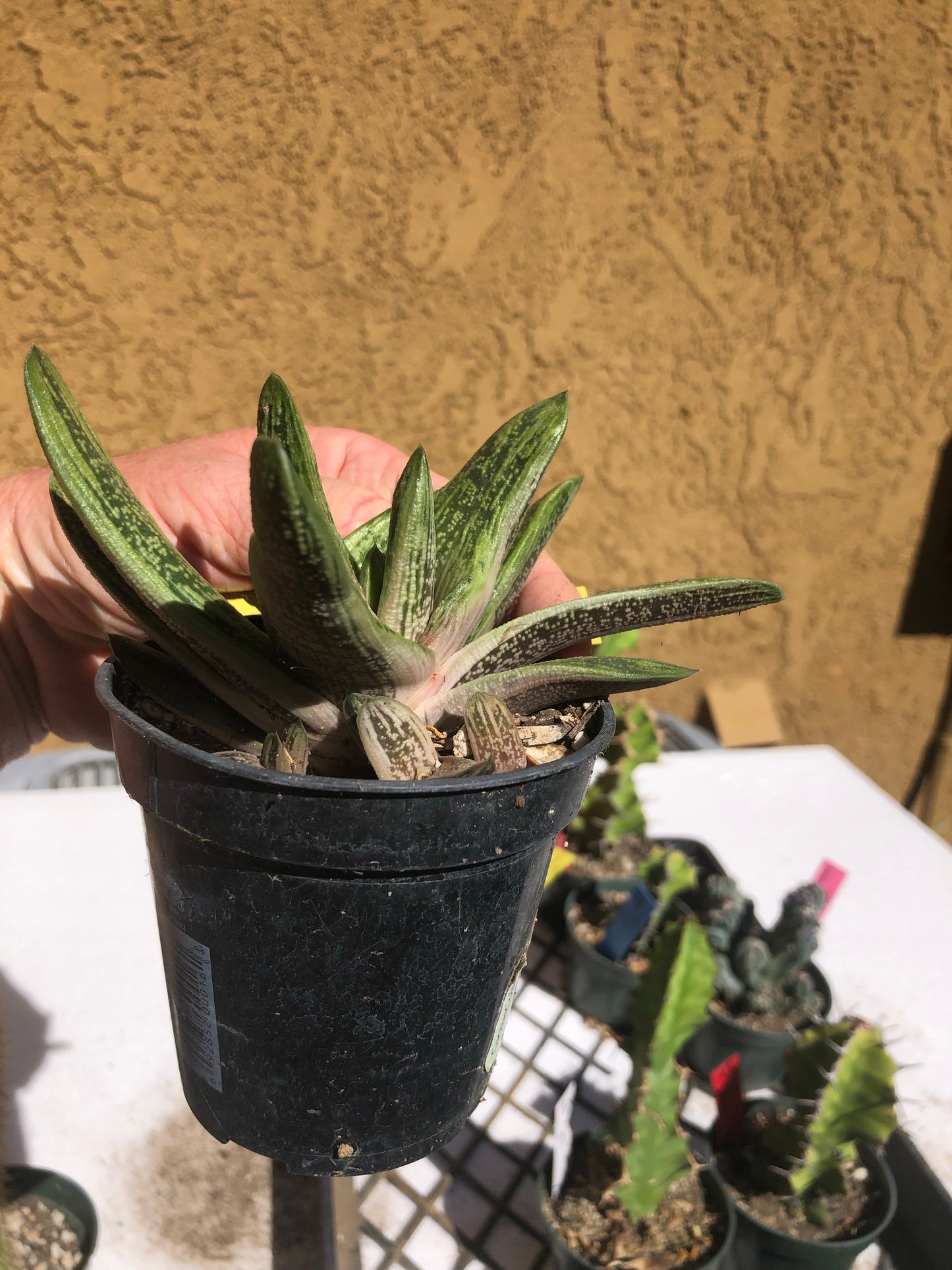 Gasteria Succulent Little Warty 4”Wide #Y