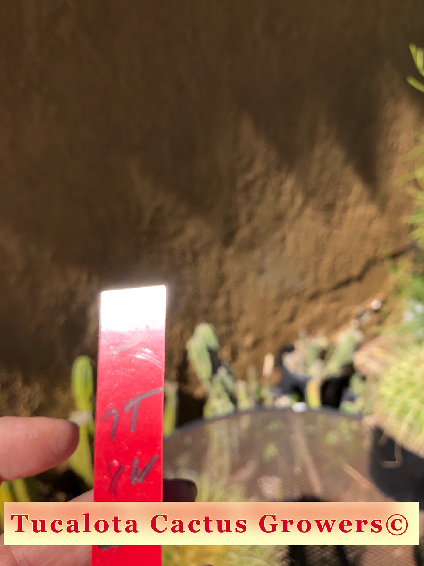 Echinocactus grusonii Golden Barrel 8"Wide