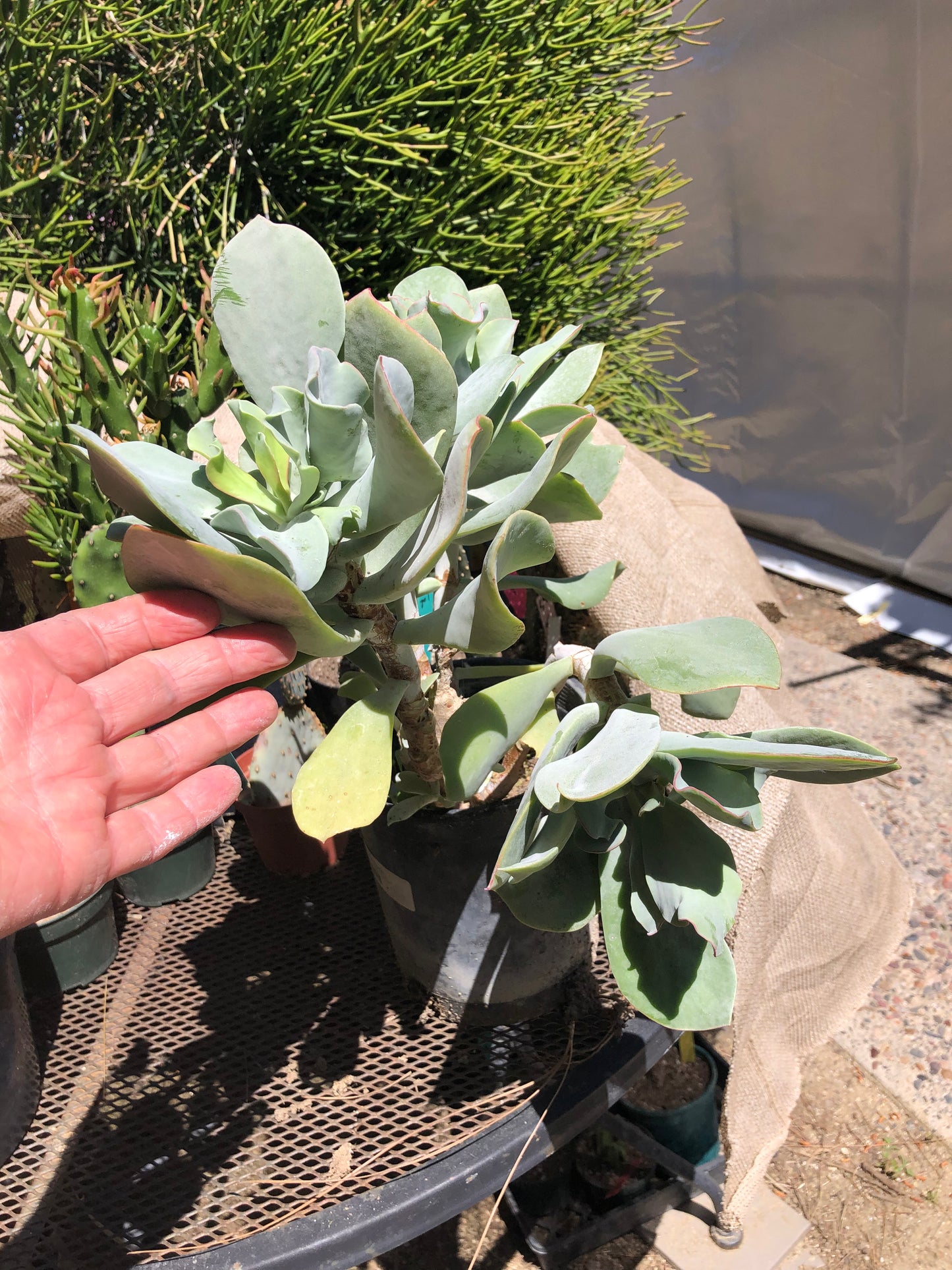 Cotyledon Silver Waves 16"Tall #160B