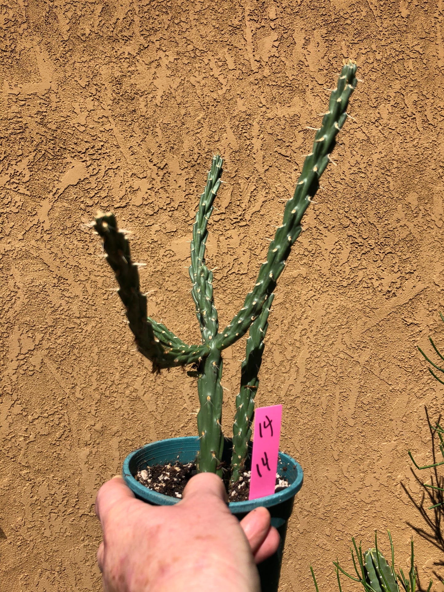 Cholla Cylindropuntia Imbricata  Buckhorn 14”Tall #14P