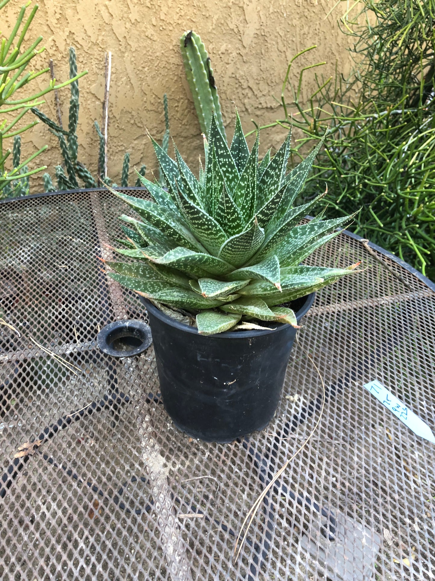 Guinea-fowl aloe Extra Large Aristaloe aristata 9”Wide 7”Tall #71B