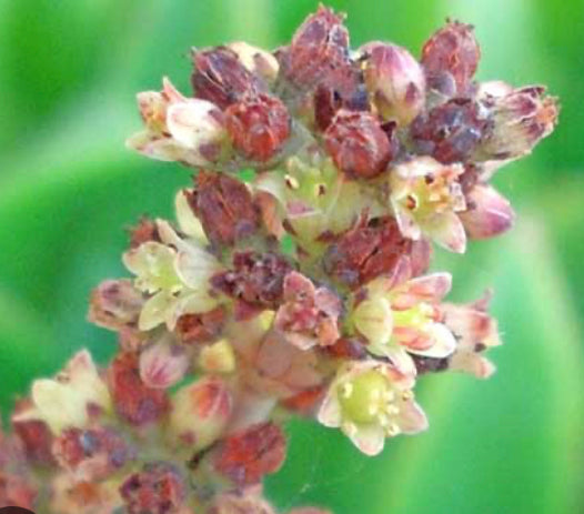 Crassula perforata Variegata String of Buttons 7"Tall #3W