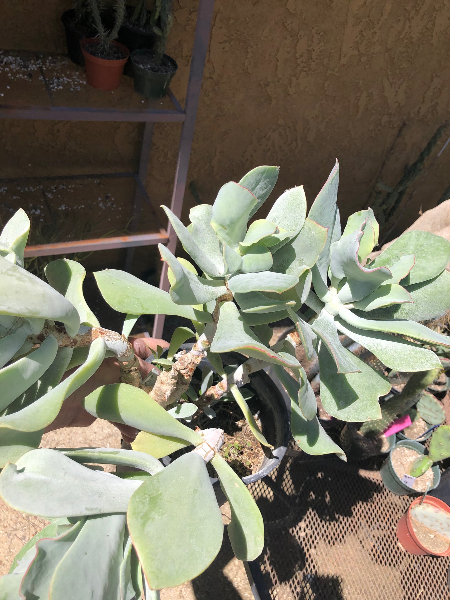Cotyledon Silver Waves 16"Tall #160B