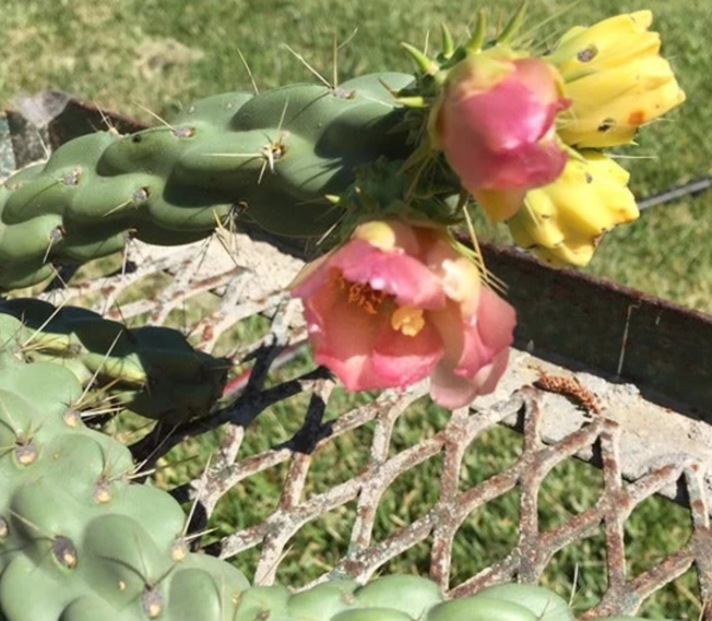 Cylindropuntia imbricata Buckhorn Cholla 5”Tall #60P