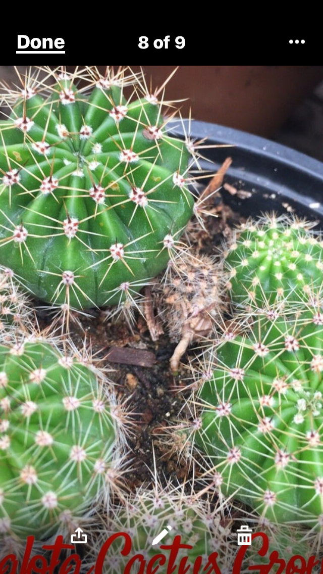 Echinopsis oxygona Pink Easter Lily 1" Rooted Pup