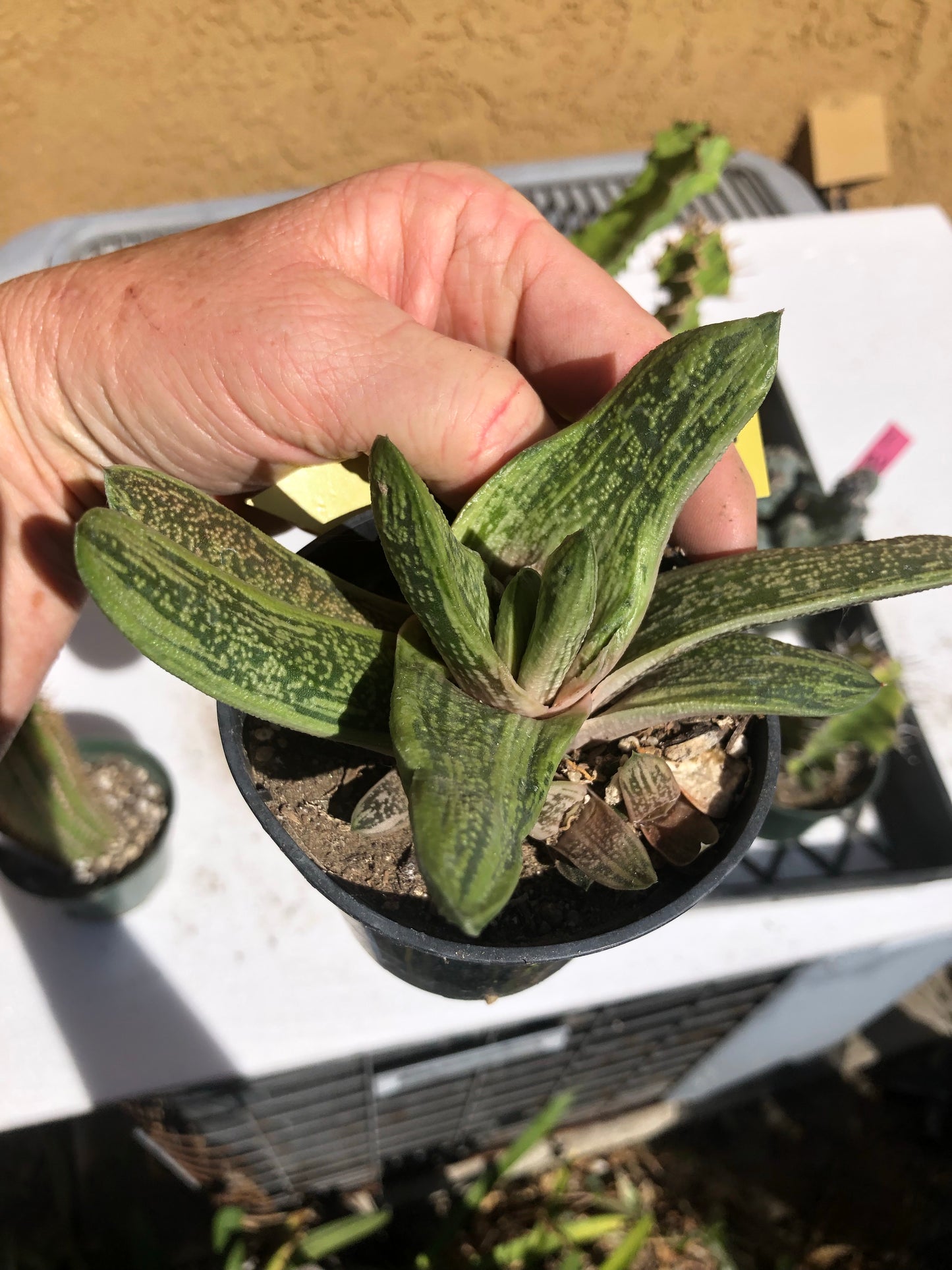 Gasteria Succulent Little Warty 4”Wide #Y