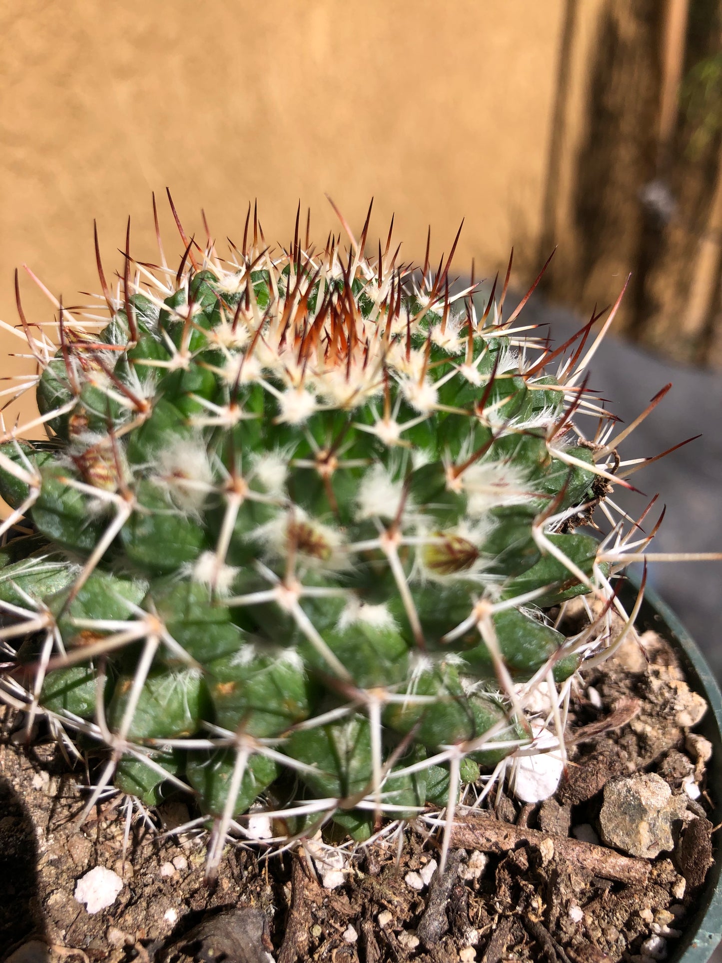 Mammillaria nejapensis Silver Arrows 2.5” Wide #250B