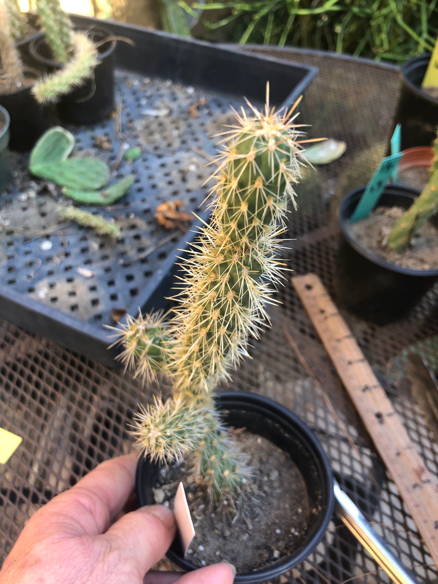 Cholla Cylindropuntia  Buckhorn 9”Tall #1W