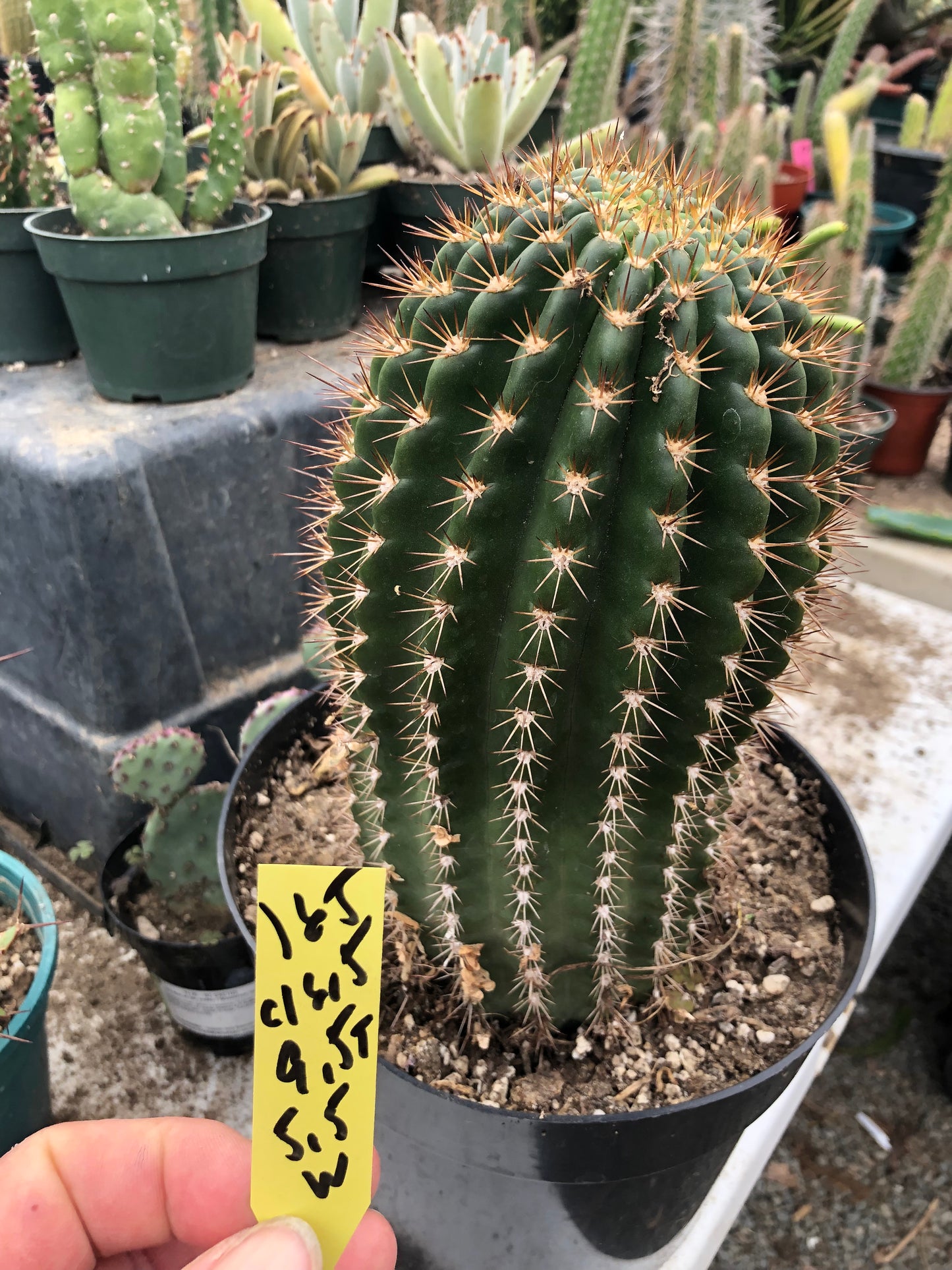 Trichocereus grandiflorus Torch 6" T 4.5"W #16Y