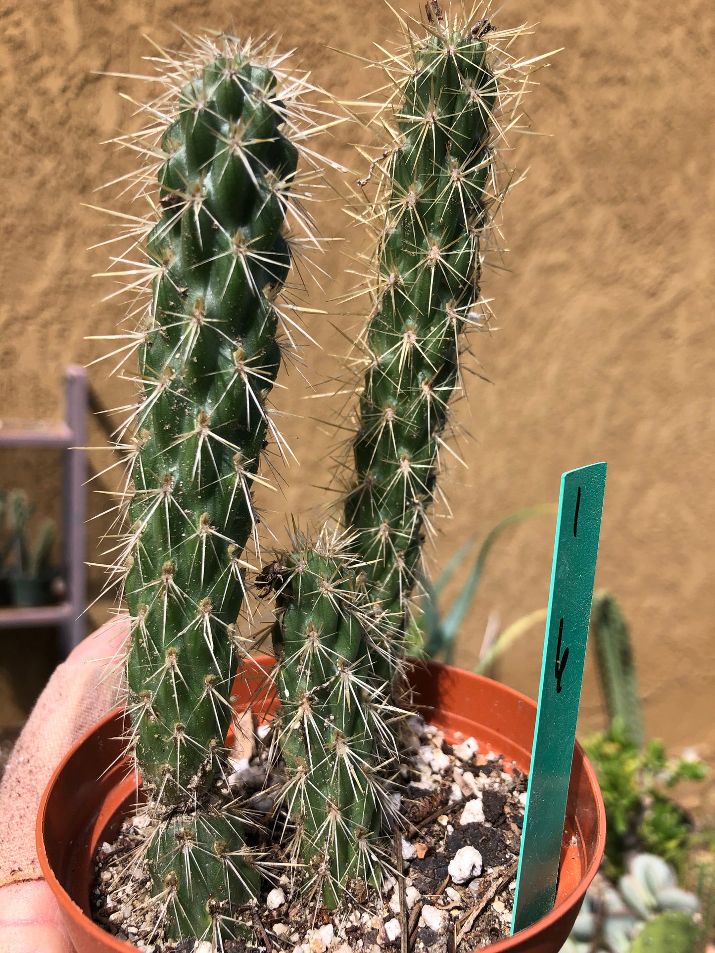 Cylindropuntia imbricata Buckhorn Cholla 6”Tall #1G