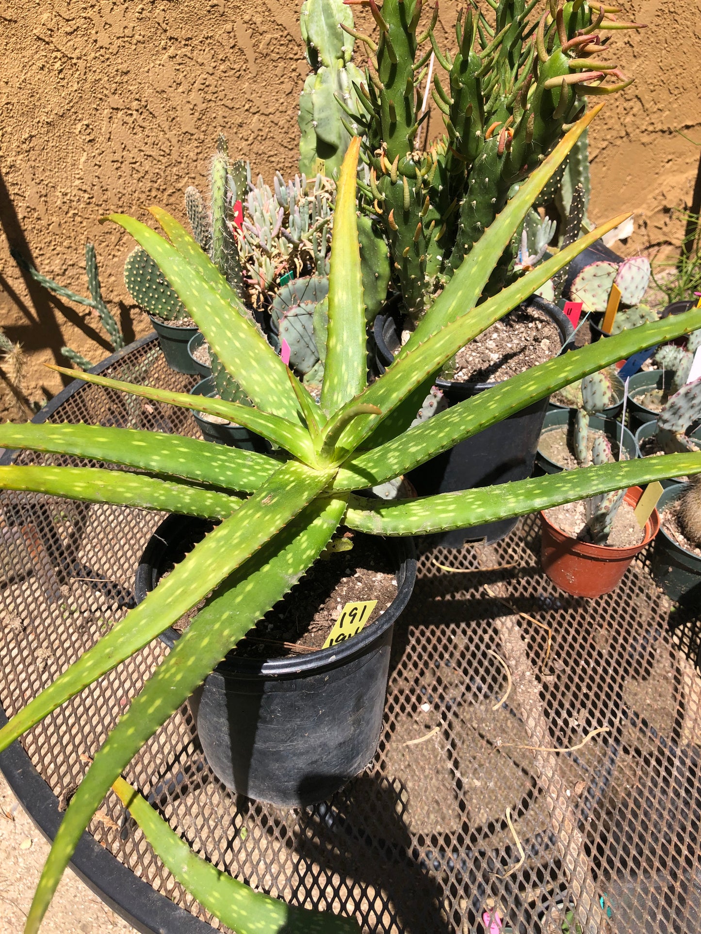 Aloe dorotheae 12" Tall 19" Wide #191Y