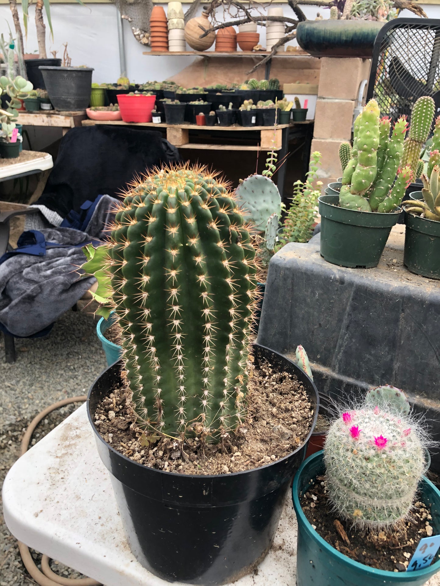 Trichocereus grandiflorus Torch 6" T 4.5"W #16Y