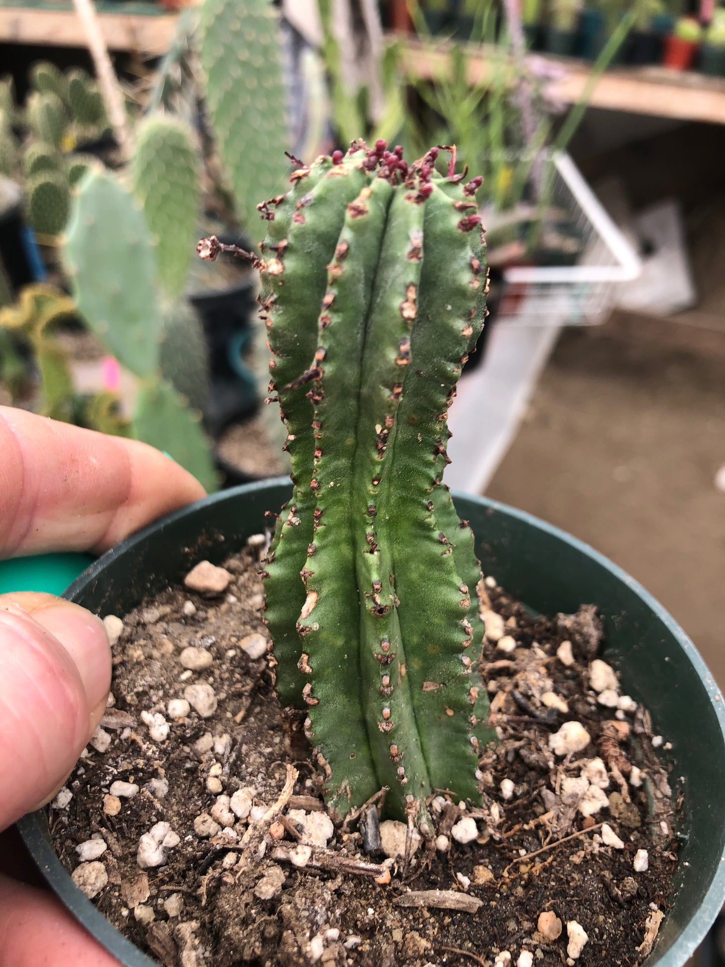 Euphorbia anoplia Green Tanzanian Zipper 3.5"Tall #6G