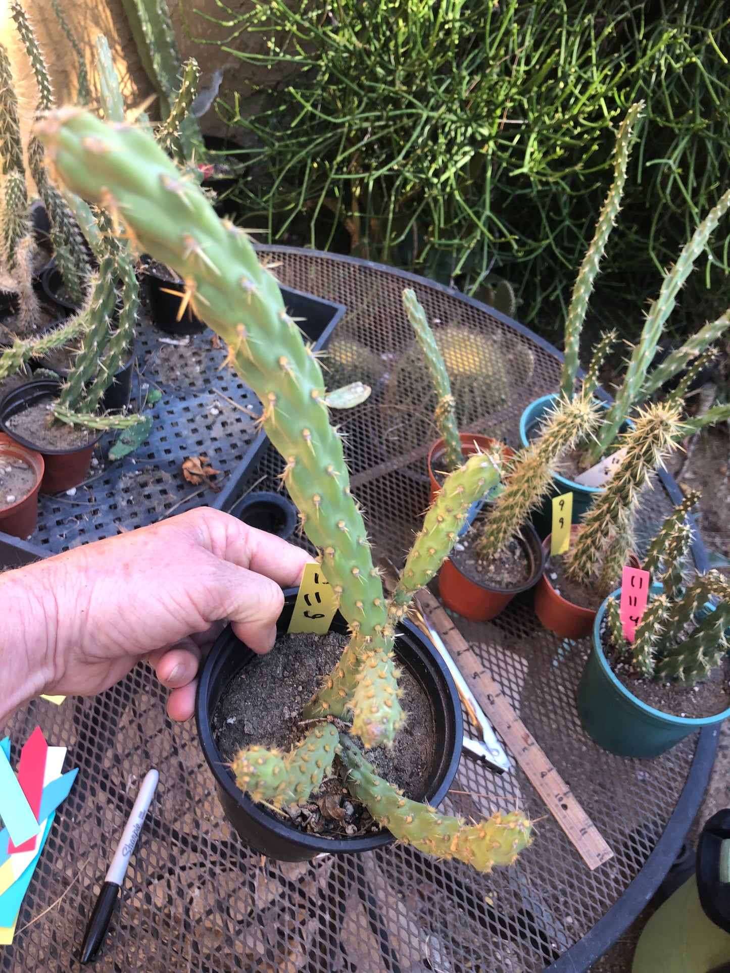 Cylindropuntia imbricata Buckhorn Cholla 11”T #13Y