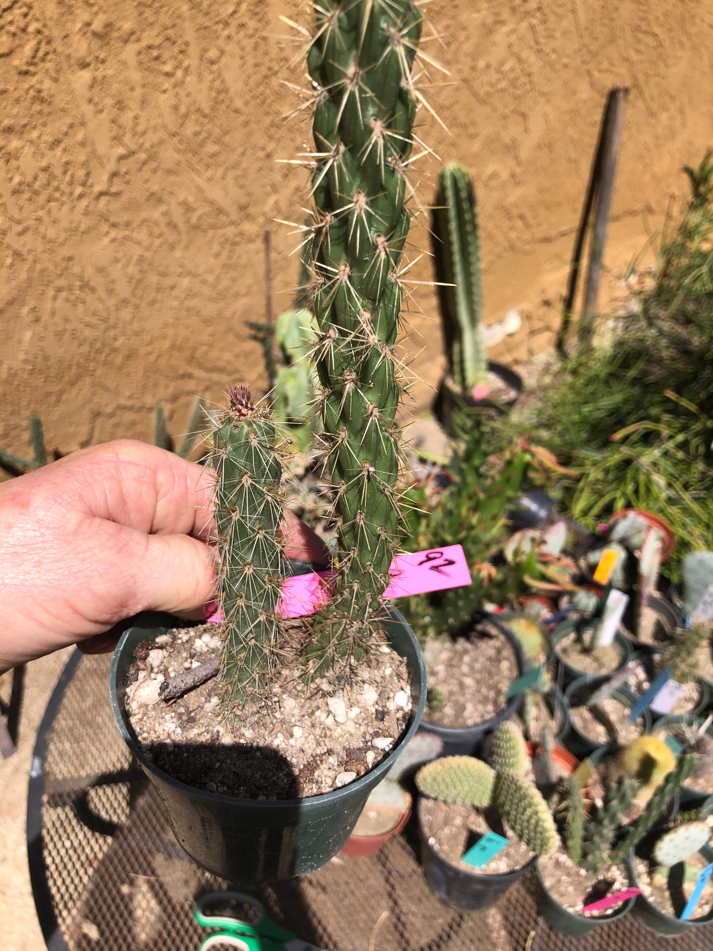Cholla Cylindropuntia Imbricata Buckhorn 9"Tall #92P